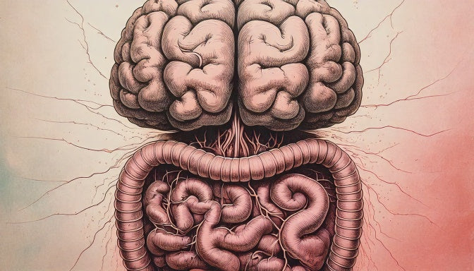 The Gut-Brain Connection: How Your Gut Health Impacts Mental Health article by Antioxi Supplements