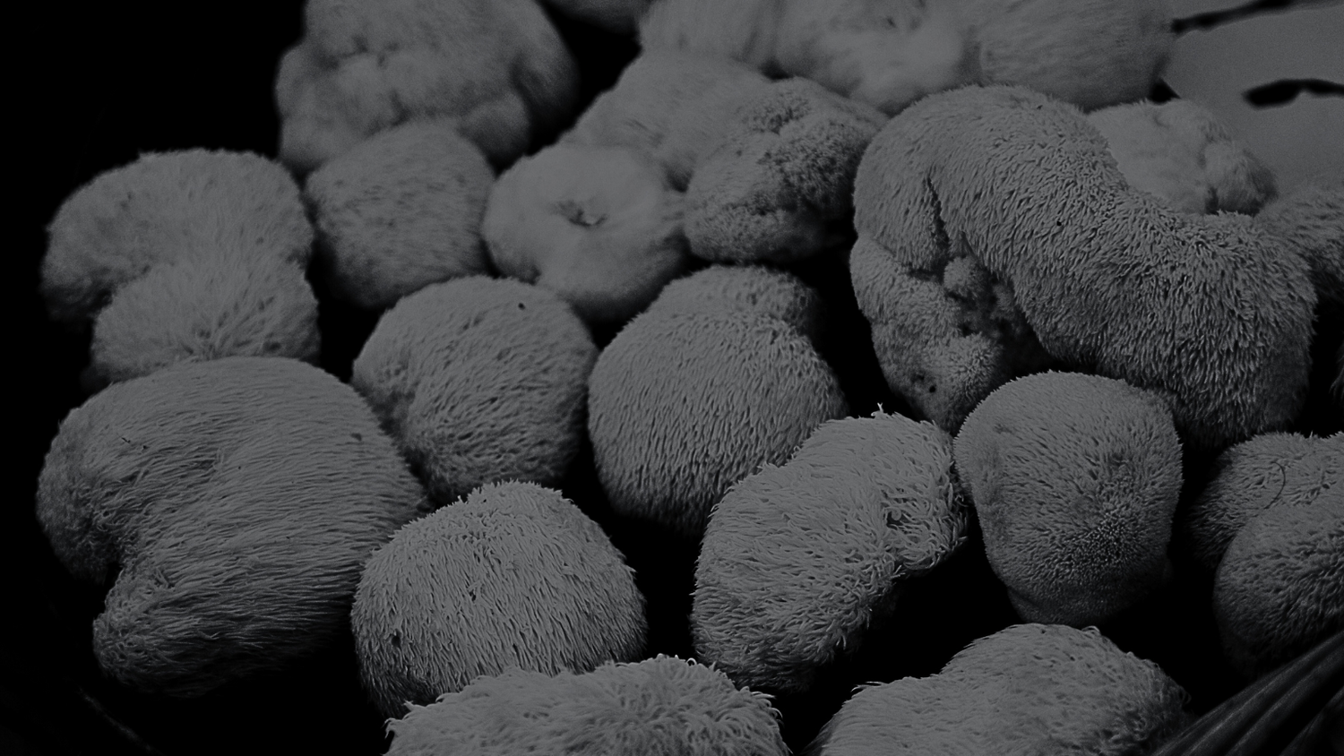 Can Functional Mushrooms Help Manage Alzheimer’s Disease by Antioxi