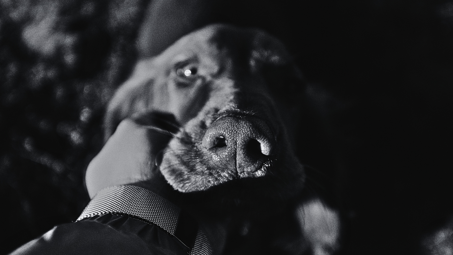 What are the Top 5 Functional Mushrooms for Pets?