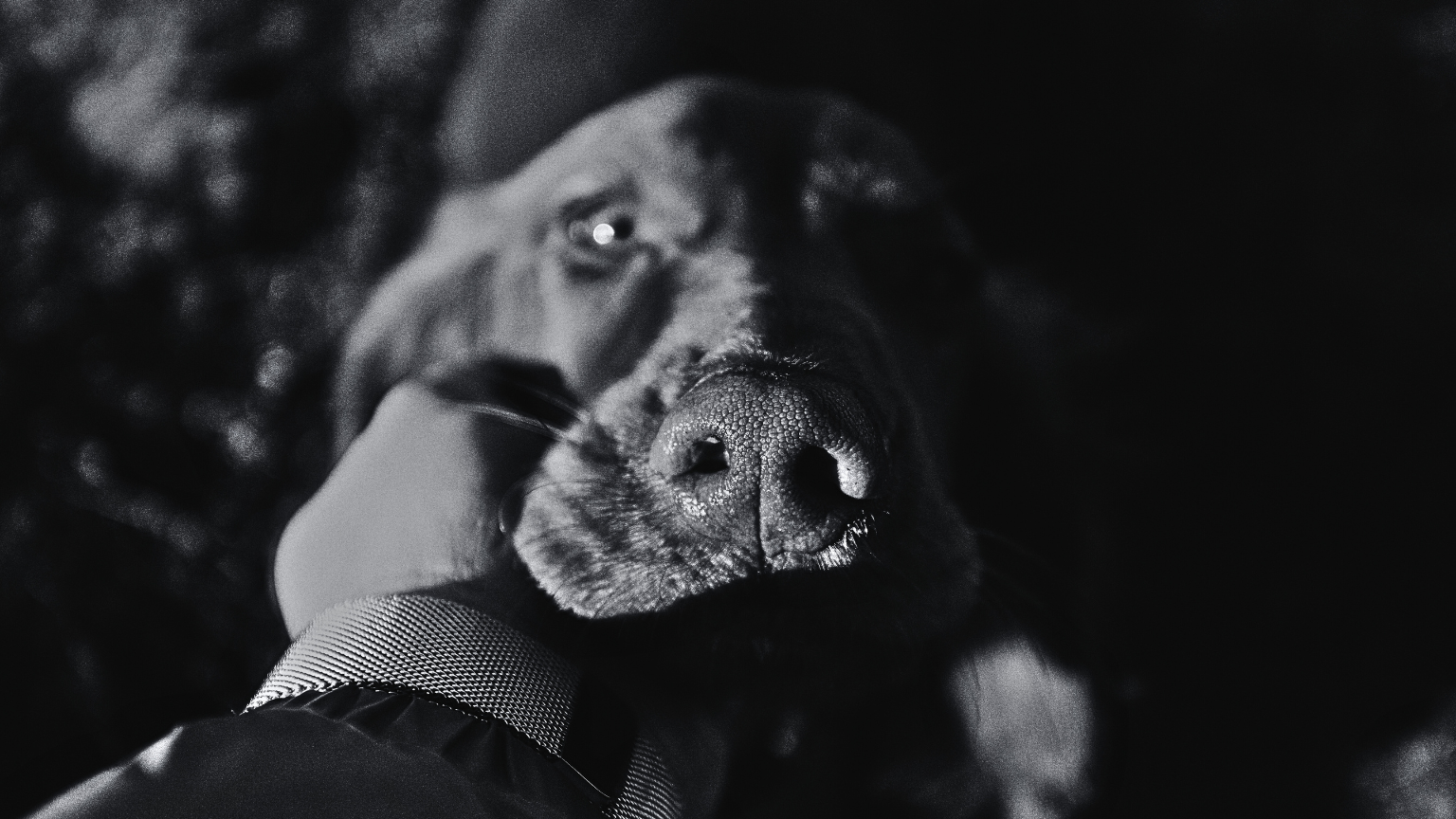 What are the Top 5 Functional Mushrooms for Pets?