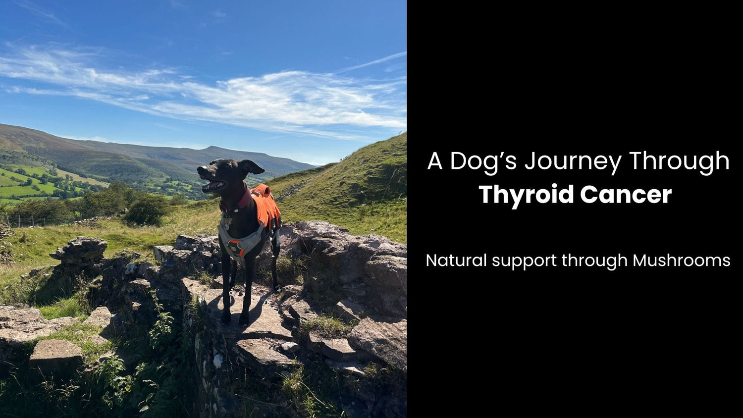 Thriving After Thyroid Cancer: A Dogs Story of Recovery & Resilience