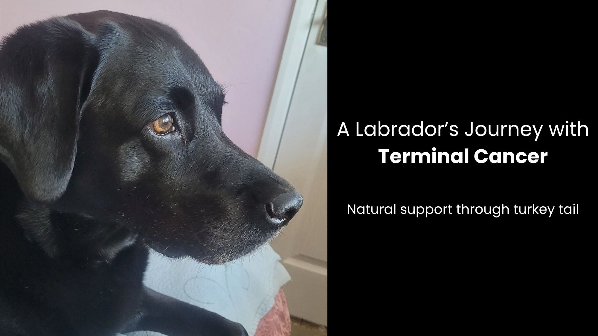 Defying a Terminal Cancer Diagnosis: A Labrador’s Story with Turkey Tail