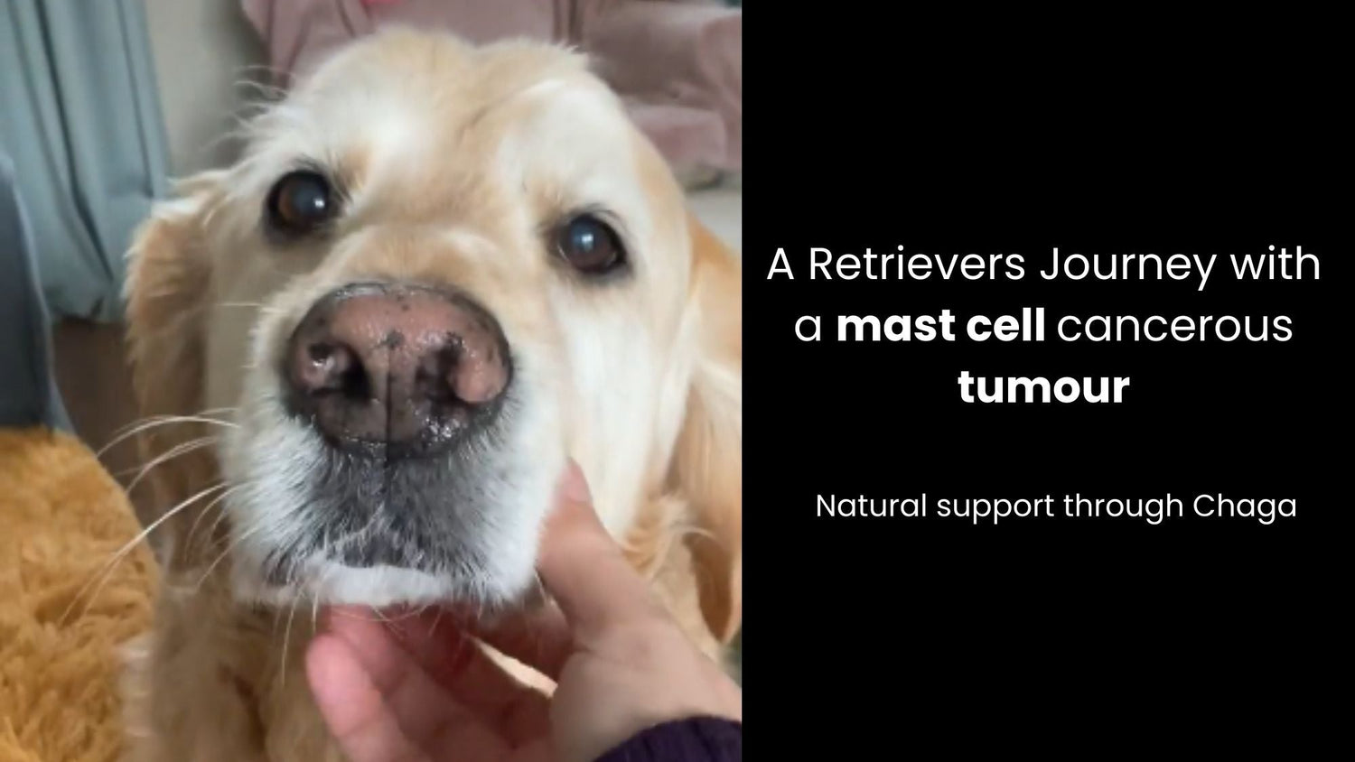 How Chaga Supported a 10-Year-Old Retriever After Cancer Surgery