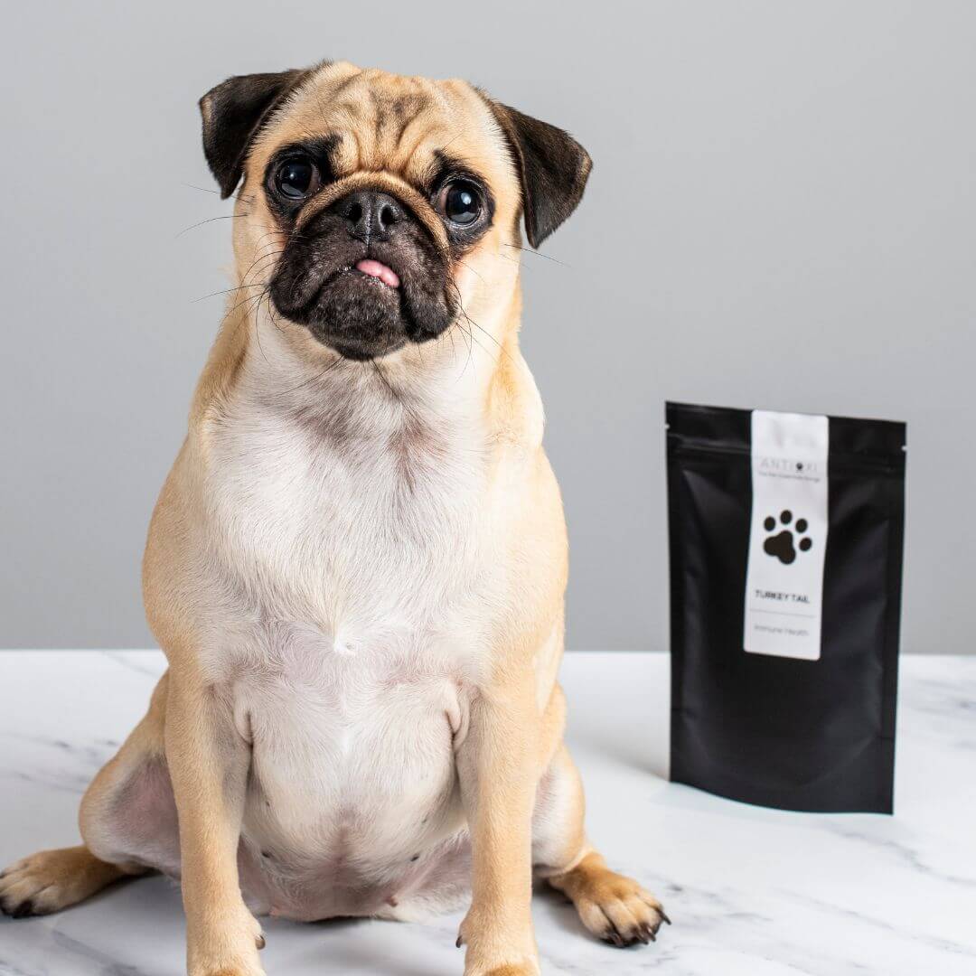 supplements for pets in powder form