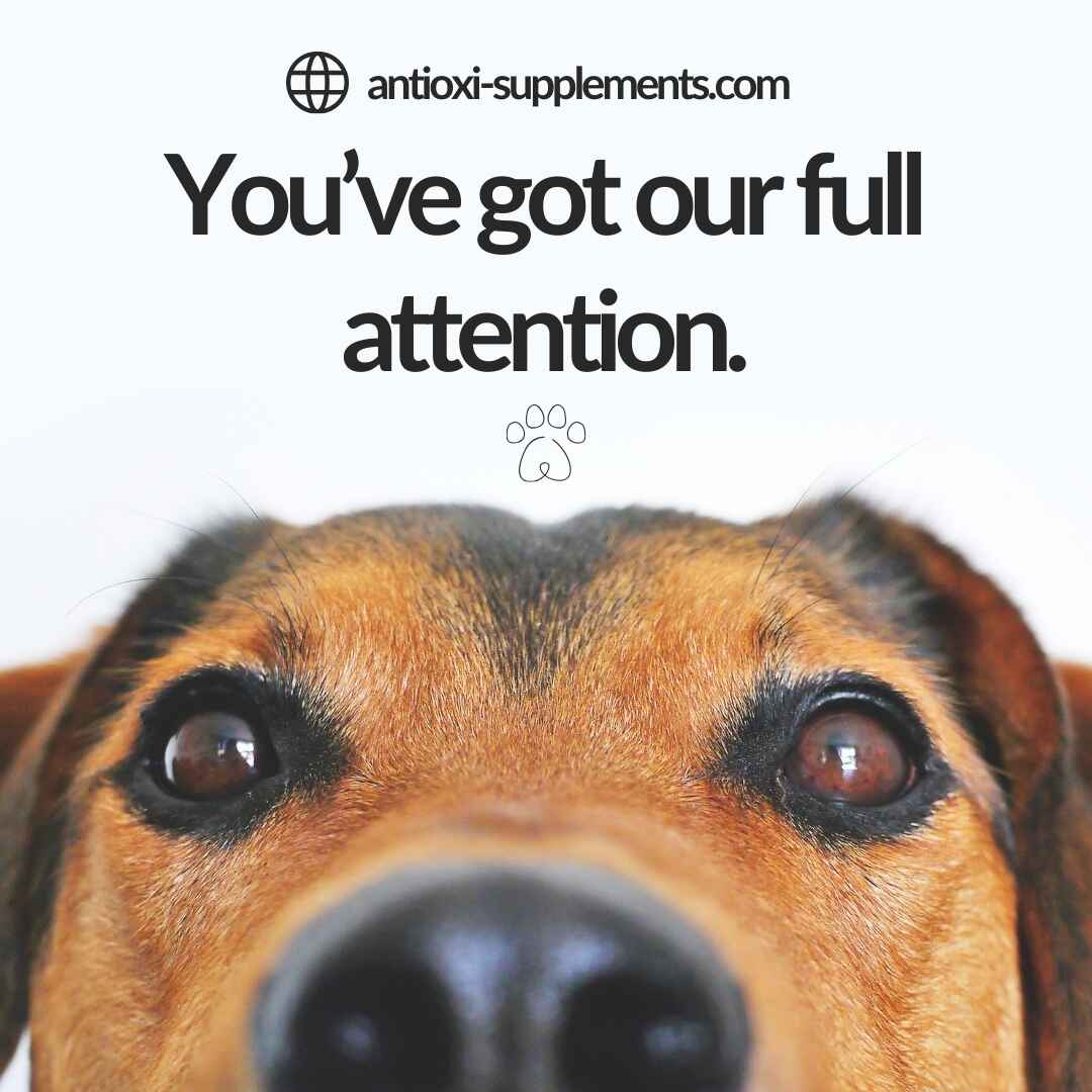 Calm & Comfort | Pets