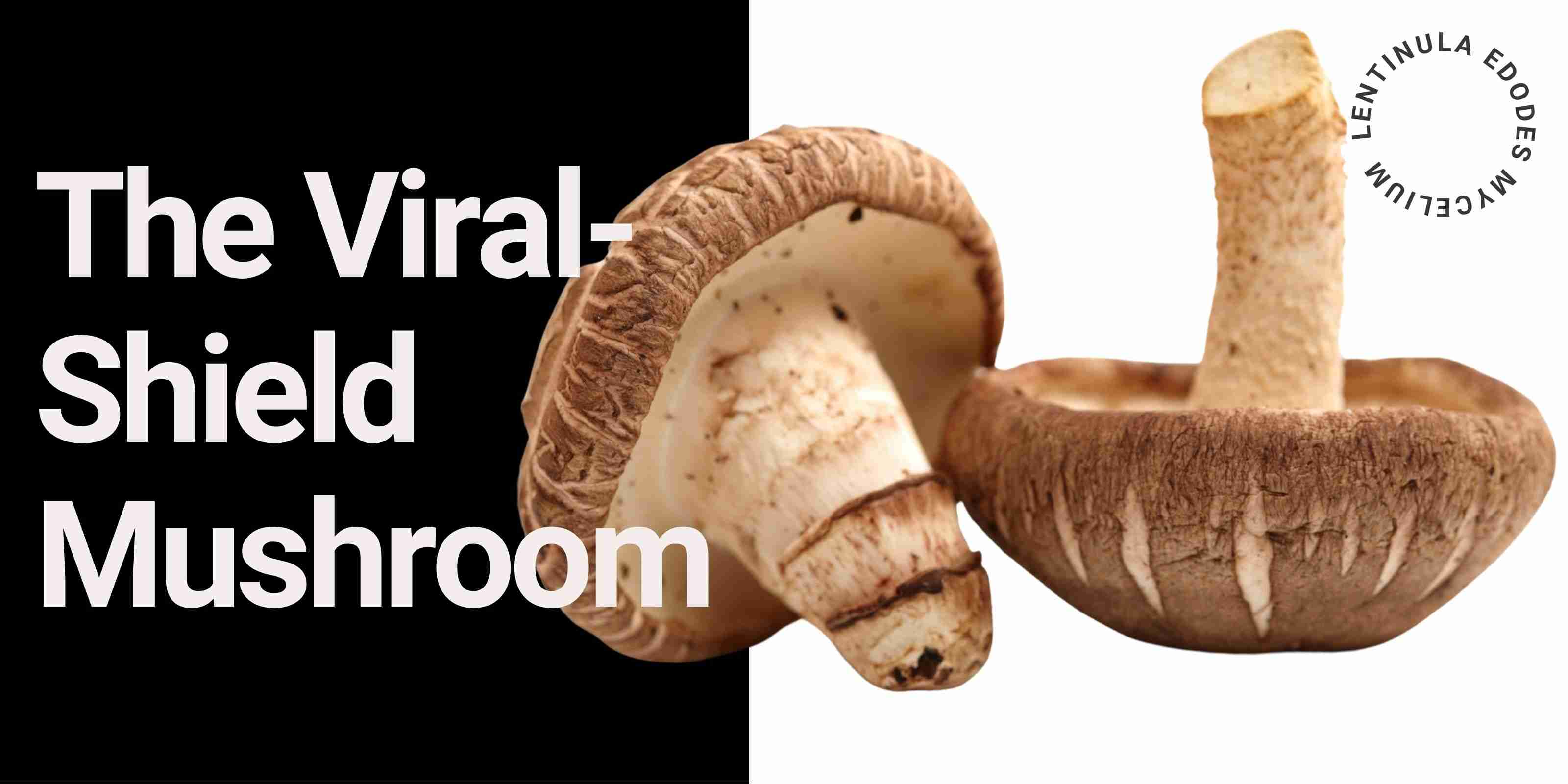 Shiitake mushrooms labeled as The Viral-Shield Mushroom (Lentinula edodes), known for immune support