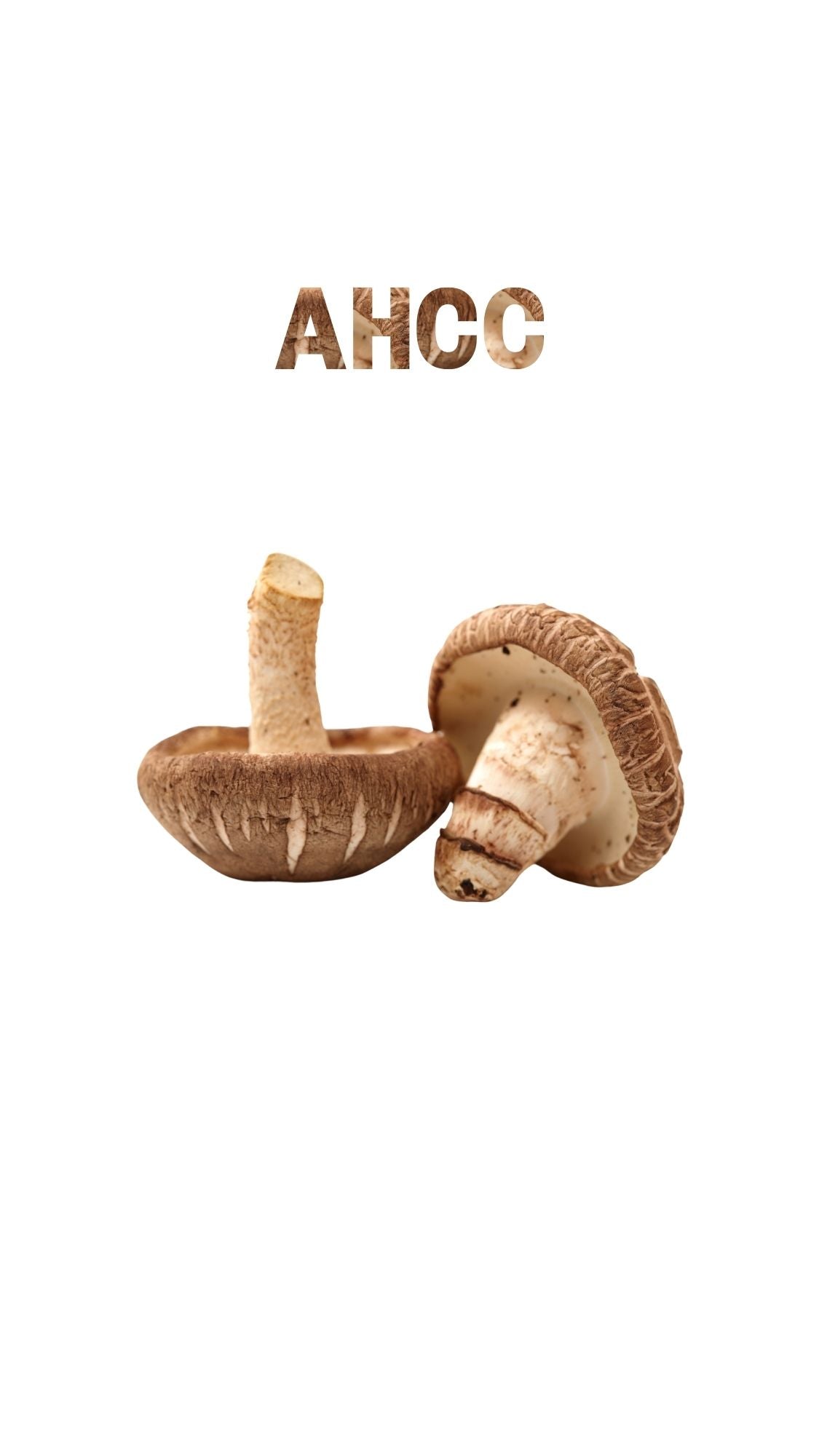AHCC mushrooms on white background with textured “AHCC” label above for supplement product use.