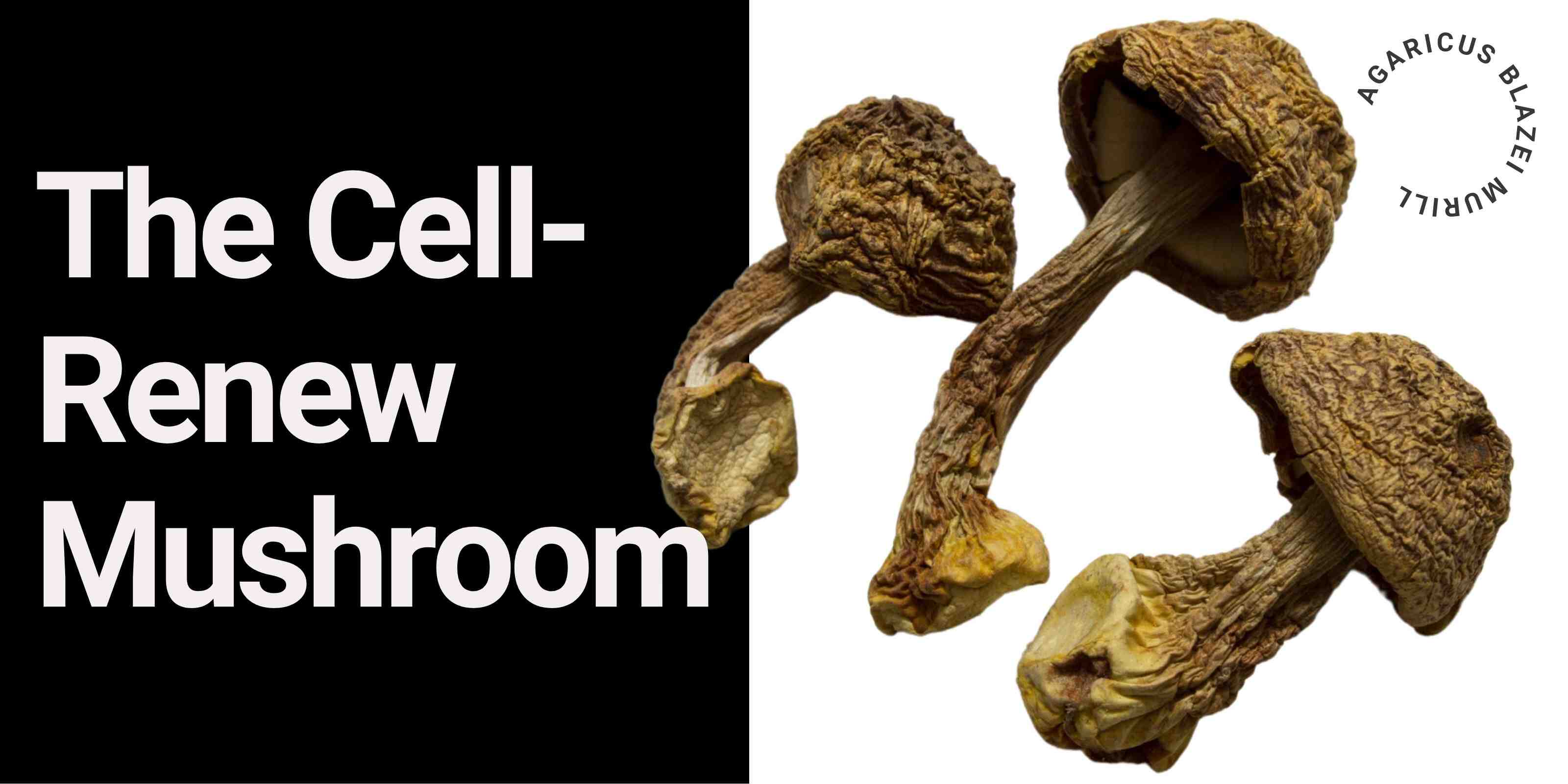 Agaricus Blazei mushroom with bold 'Cell-Renew Mushroom' text on black and white background