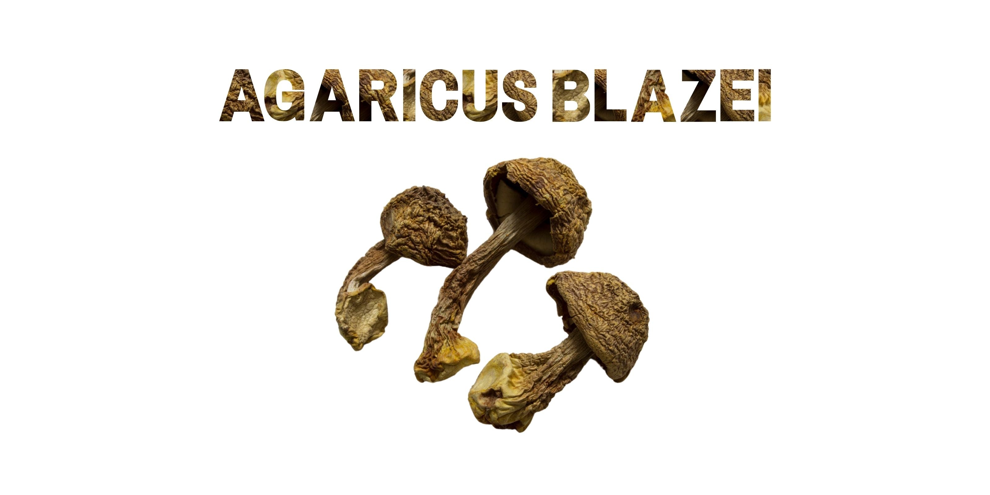 Agaricus blazei mushrooms isolated on white background with bold textured title above.