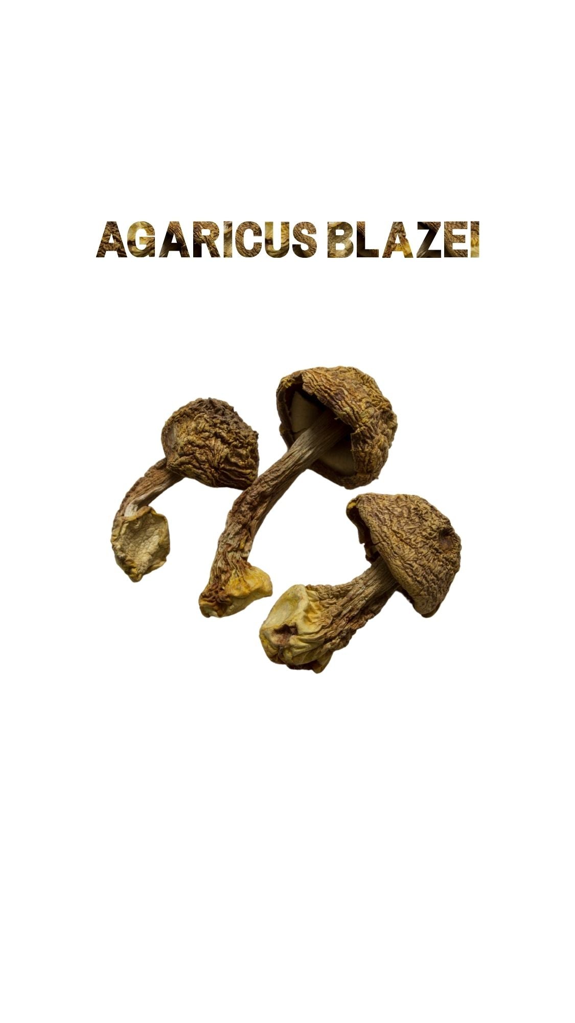Dried Agaricus blazei mushrooms with bold stylized title on clean white background