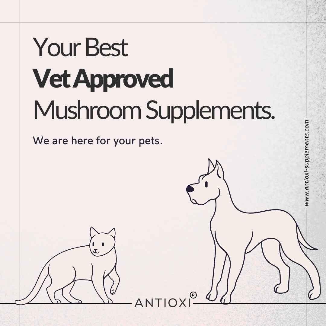 Calm & Comfort | Pets