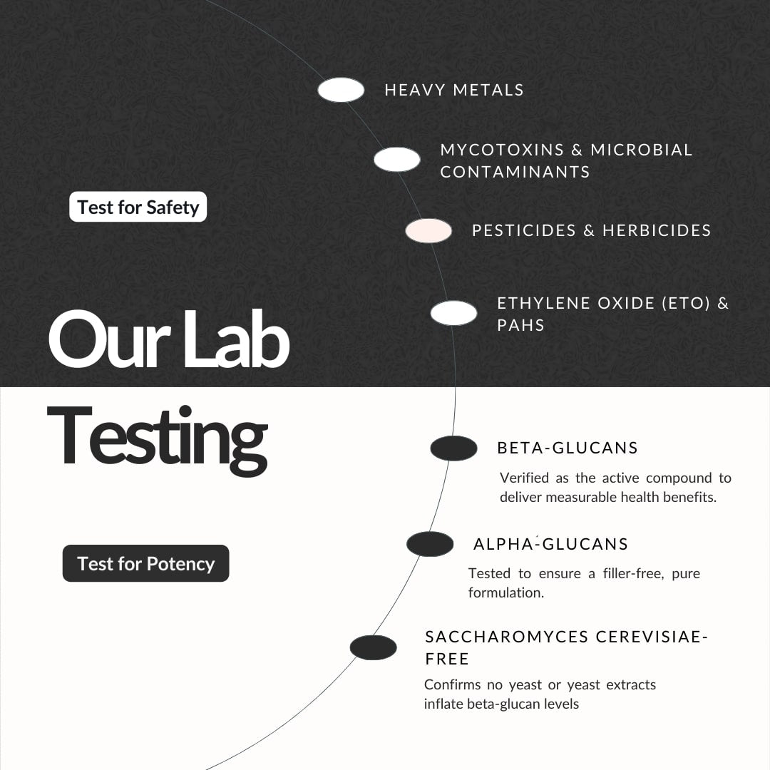 Diagram of lab testing process for safety and potency of Functional Mushroom Latte with text on a black and white background.