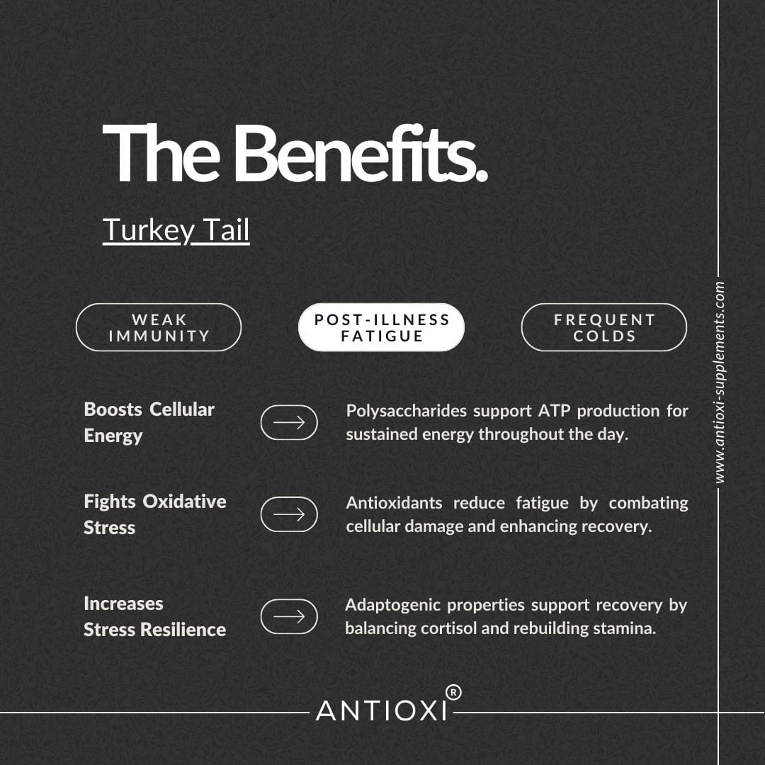 Turkey Tail (Coriolus versicolor)