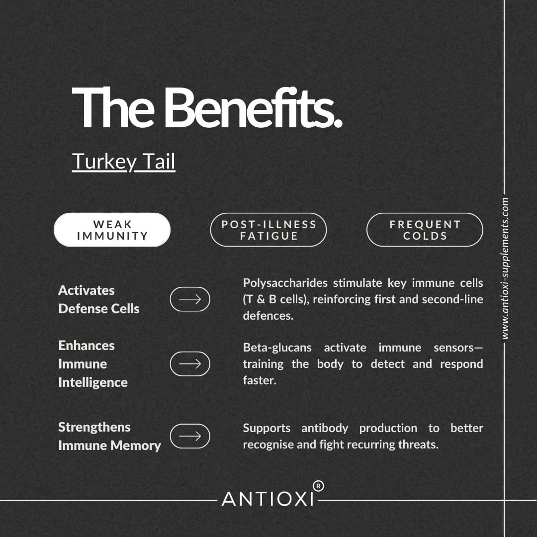 Turkey Tail (Coriolus versicolor)