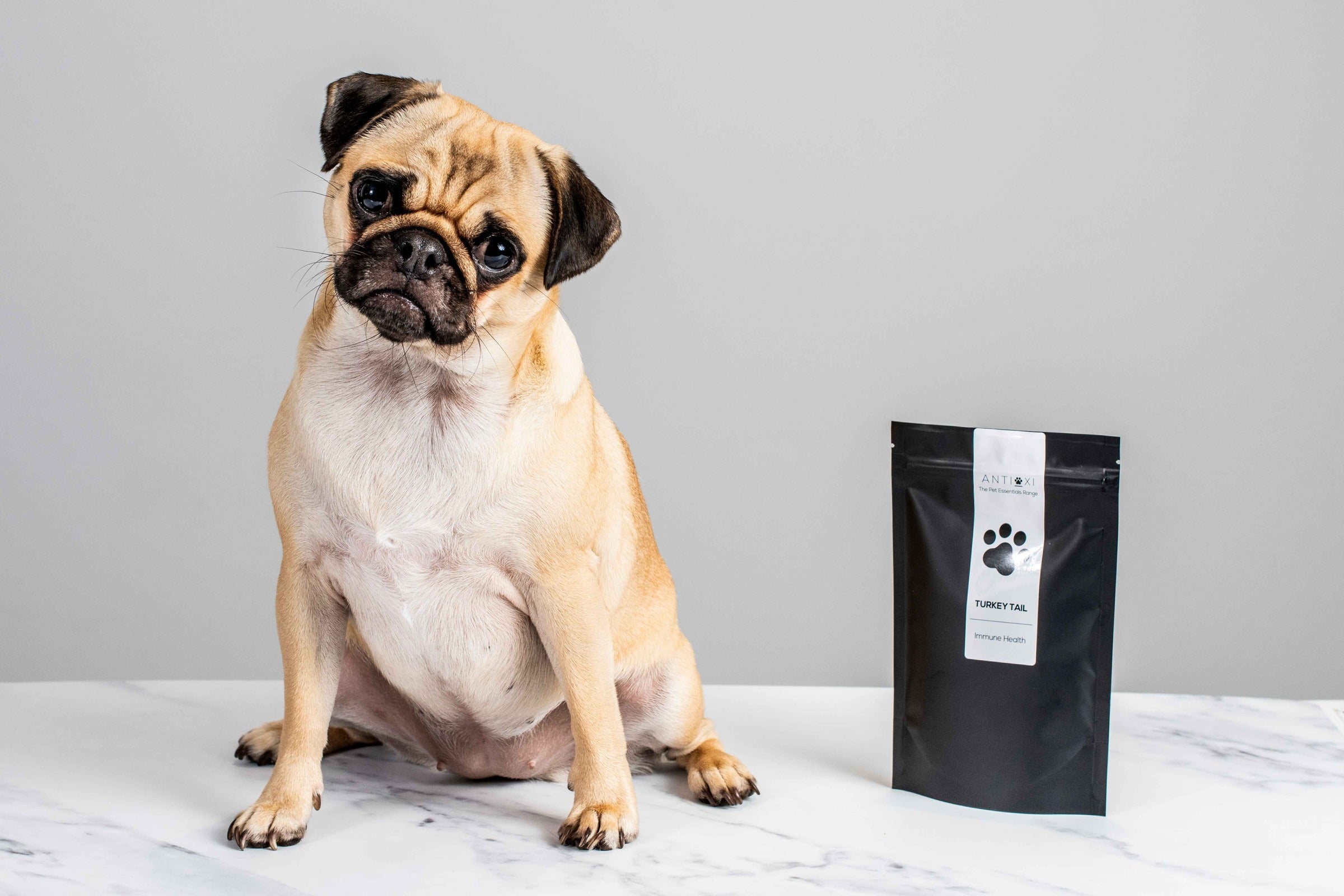 A wrinkled pug dog with a light tan colored coat and black ears sits on a white marble surface, looking directly at the camera with a curious and slightly tilted head. To the pug's right is a sleek black pouch standing upright, labeled "ANTIOXI Turkey Tail - Immune Health." The packaging includes a white label with a paw print and the Antioxi logo. The background is a neutral light gray.