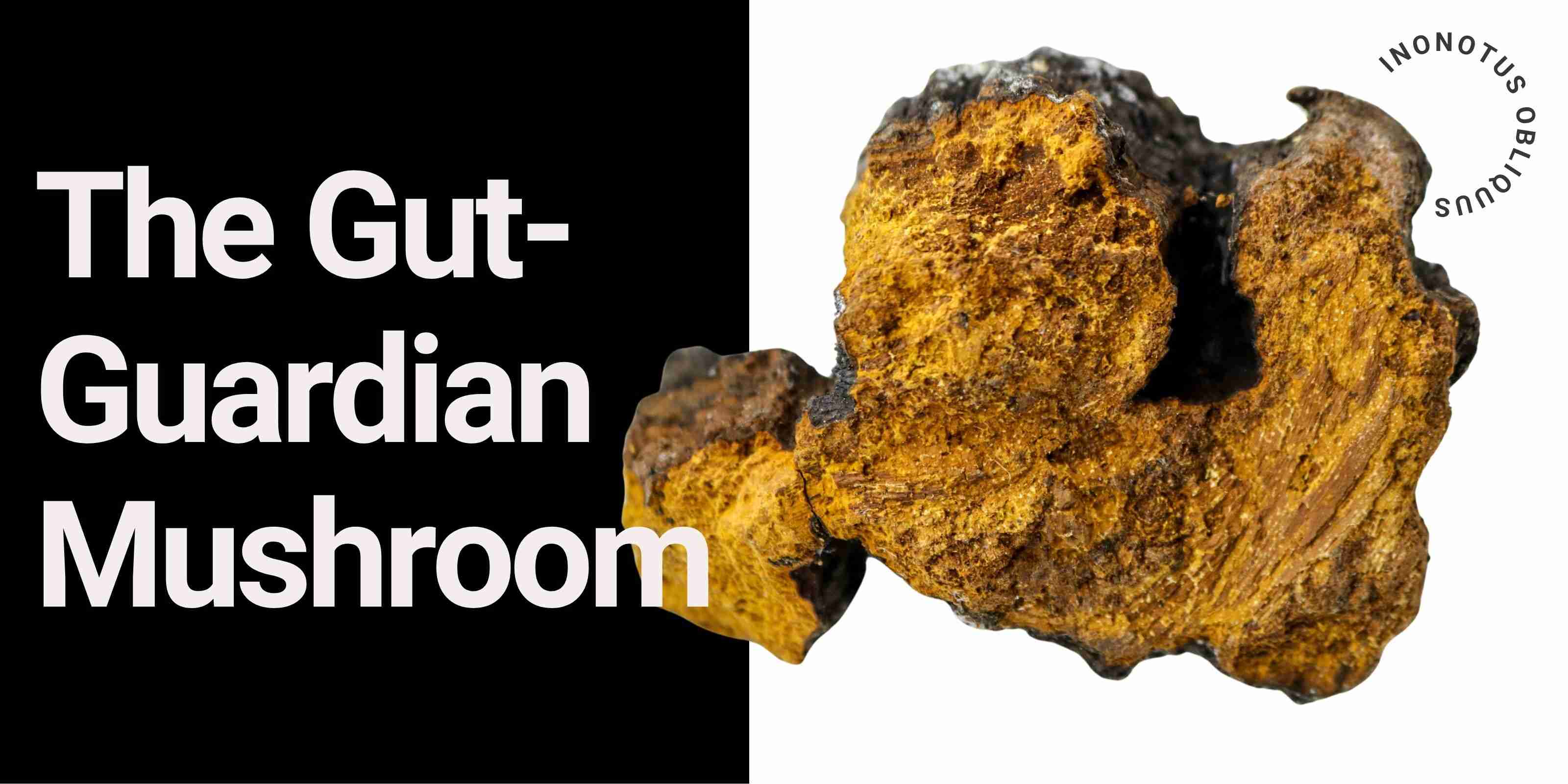 Chaga mushroom titled 'The Gut-Guardian Mushroom' with Inonotus obliquus label