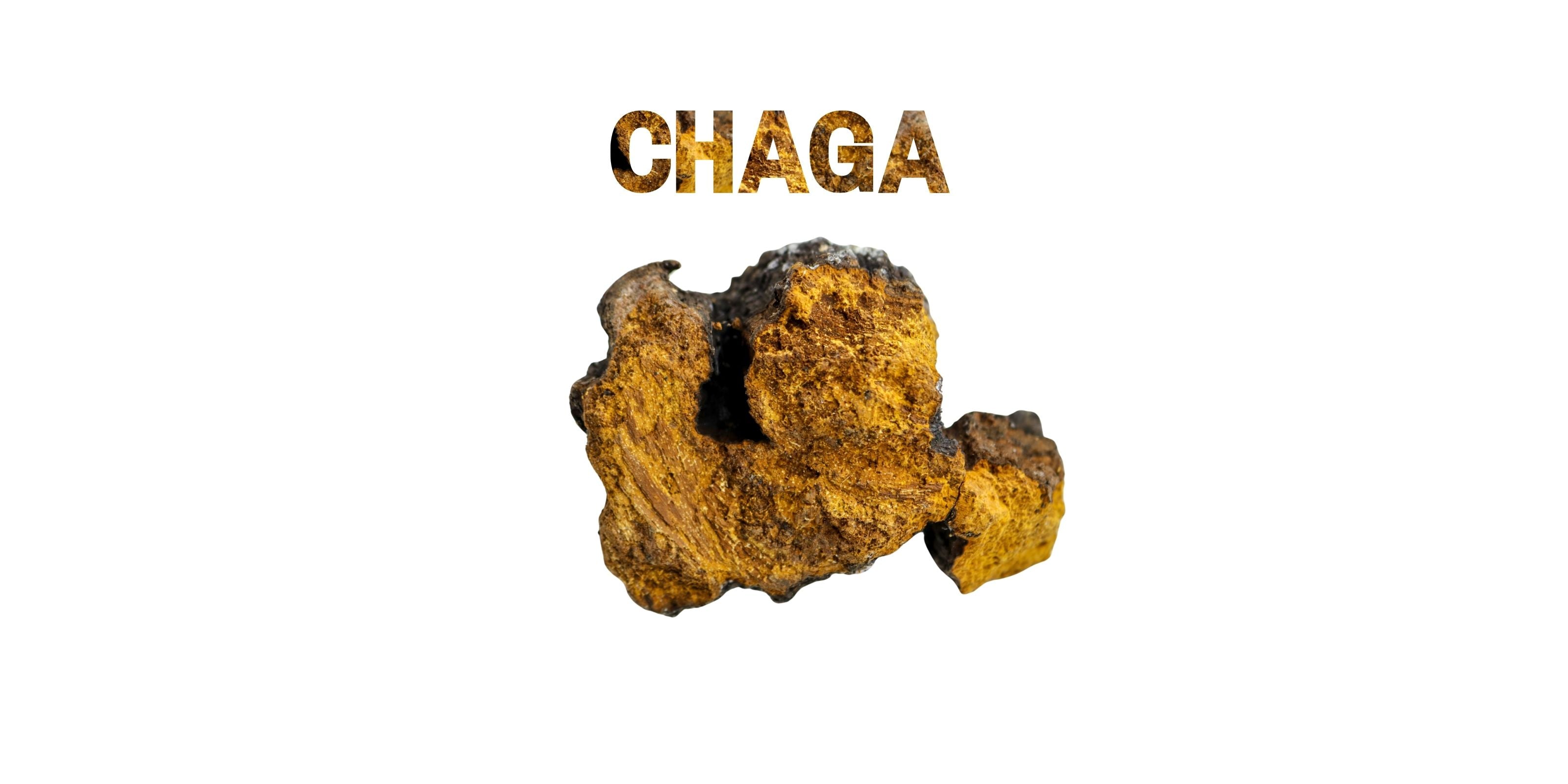 Raw Chaga chunk displayed beneath bold textured lettering on a clean white background.