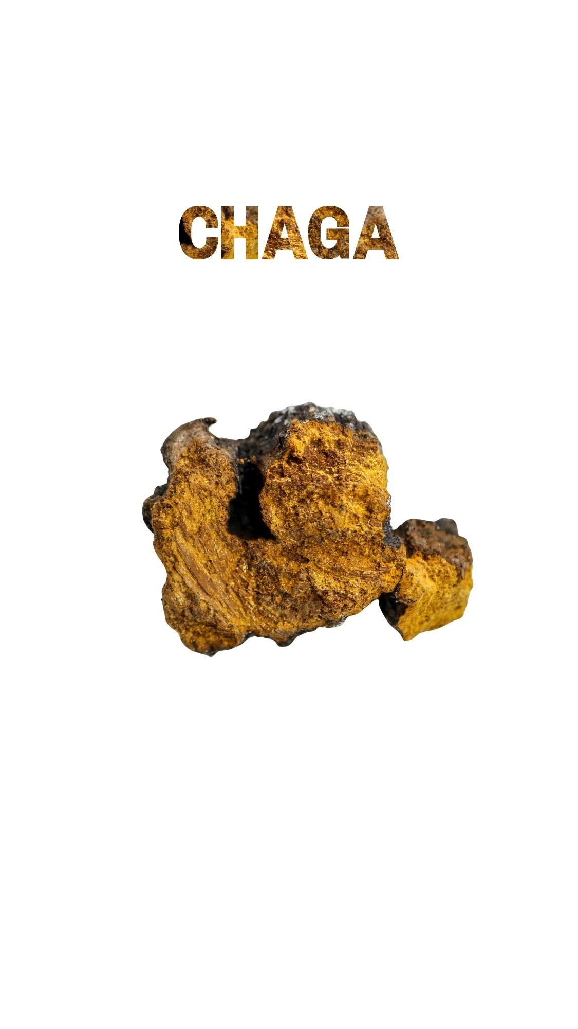 Chaga mushroom chunk with bold CHAGA text, shown on a white background for clarity.