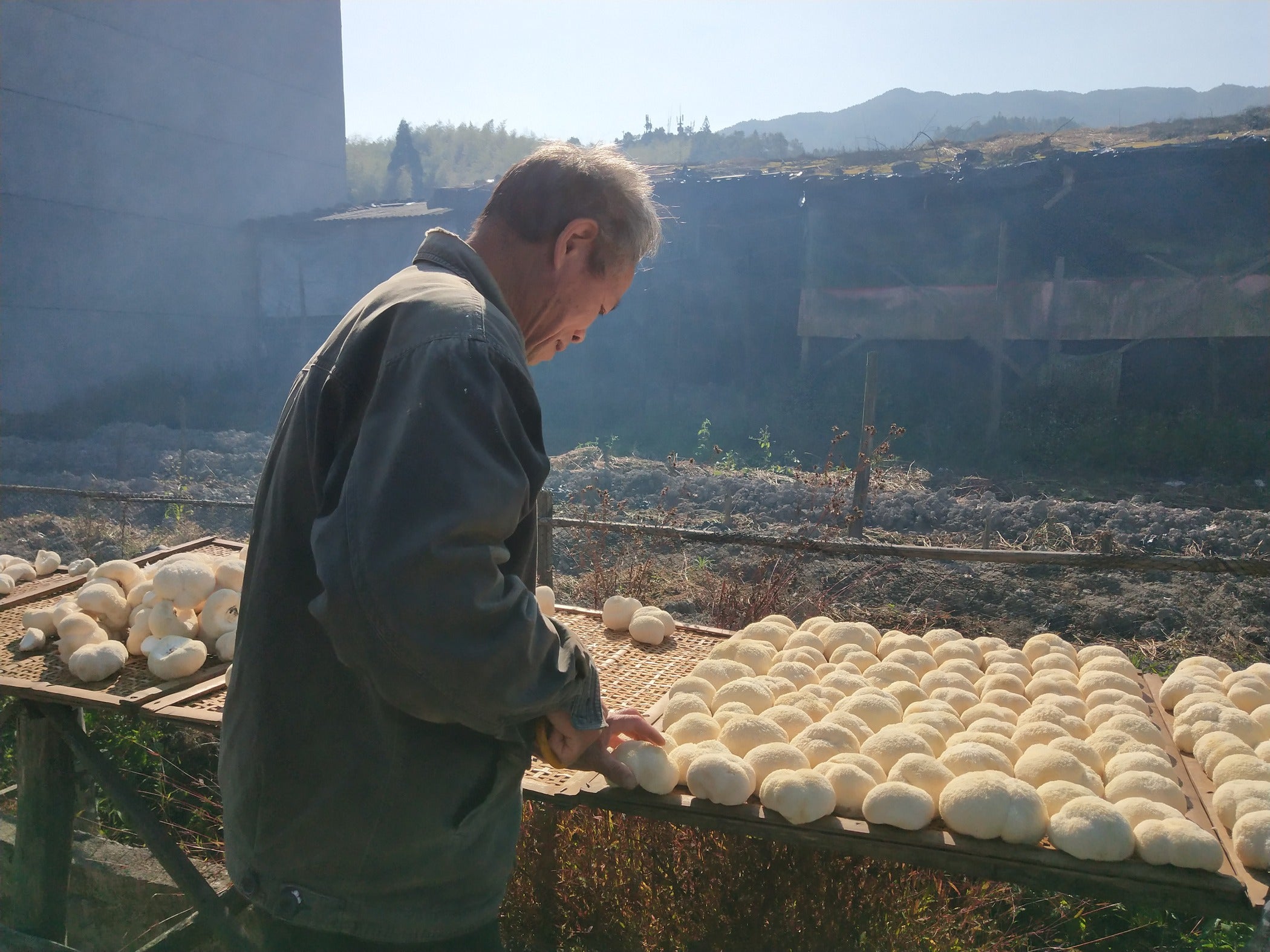 A Lion's Mane mushroom farmer inspecting fruiting bodies. The farmer is outdoors, carefully examining the mushrooms laid out on a drying rack. The backdrop features a rural setting with mountains and a partially obscured structure.