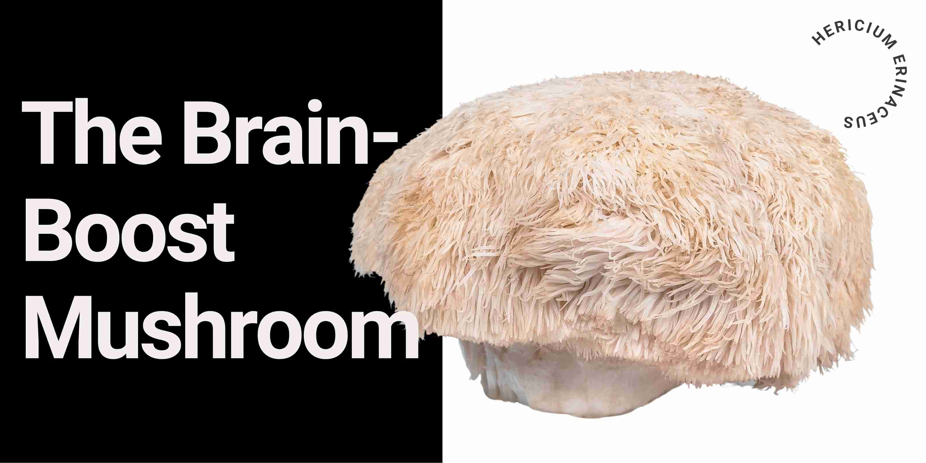 Lion’s Mane, the cognitive companion—powerfully smart, naturally sharp, beautifully displayed.