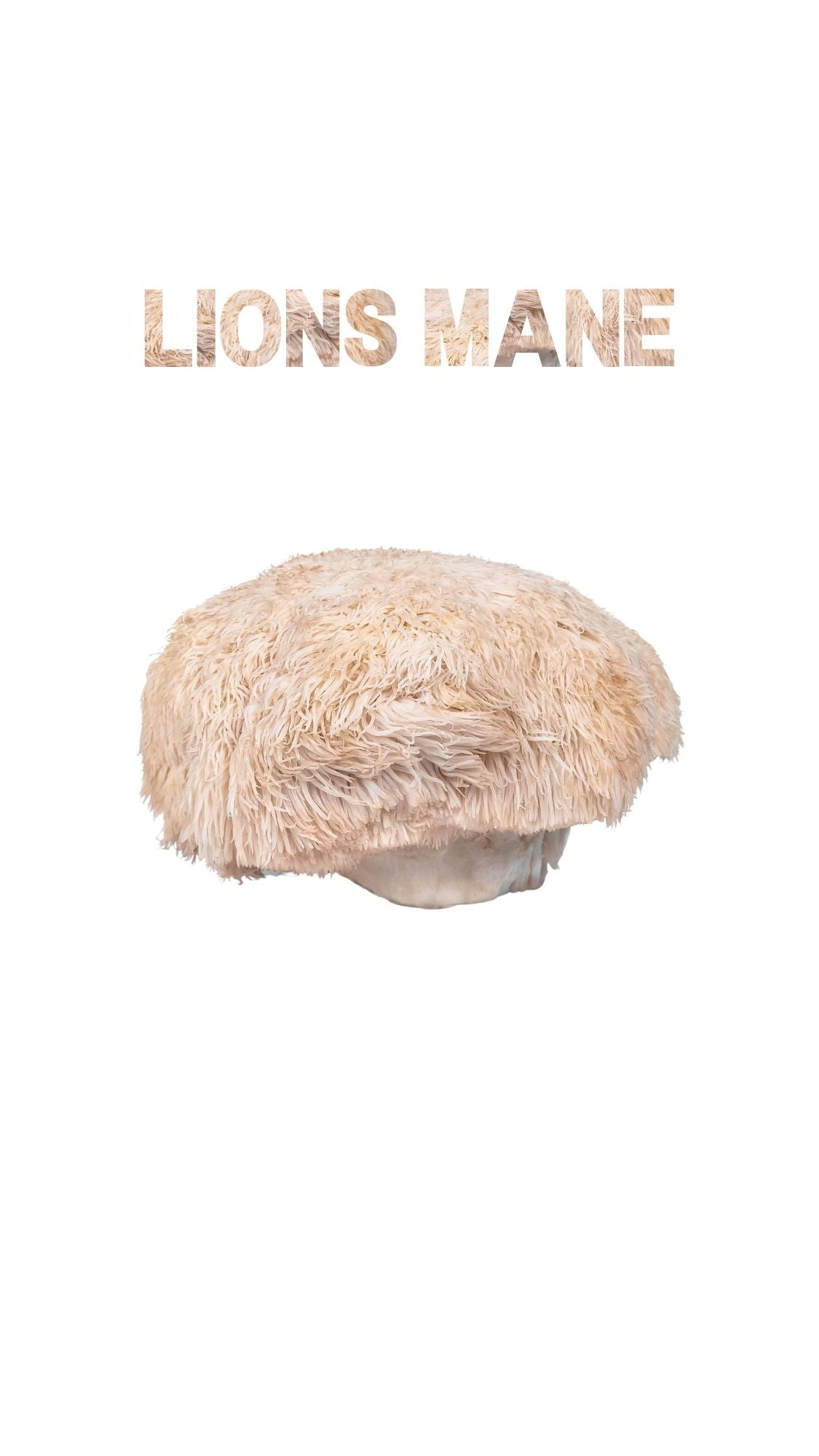 Lion’s Mane mushroom (Hericium erinaceus) shown whole, with matching textured typography on white background.