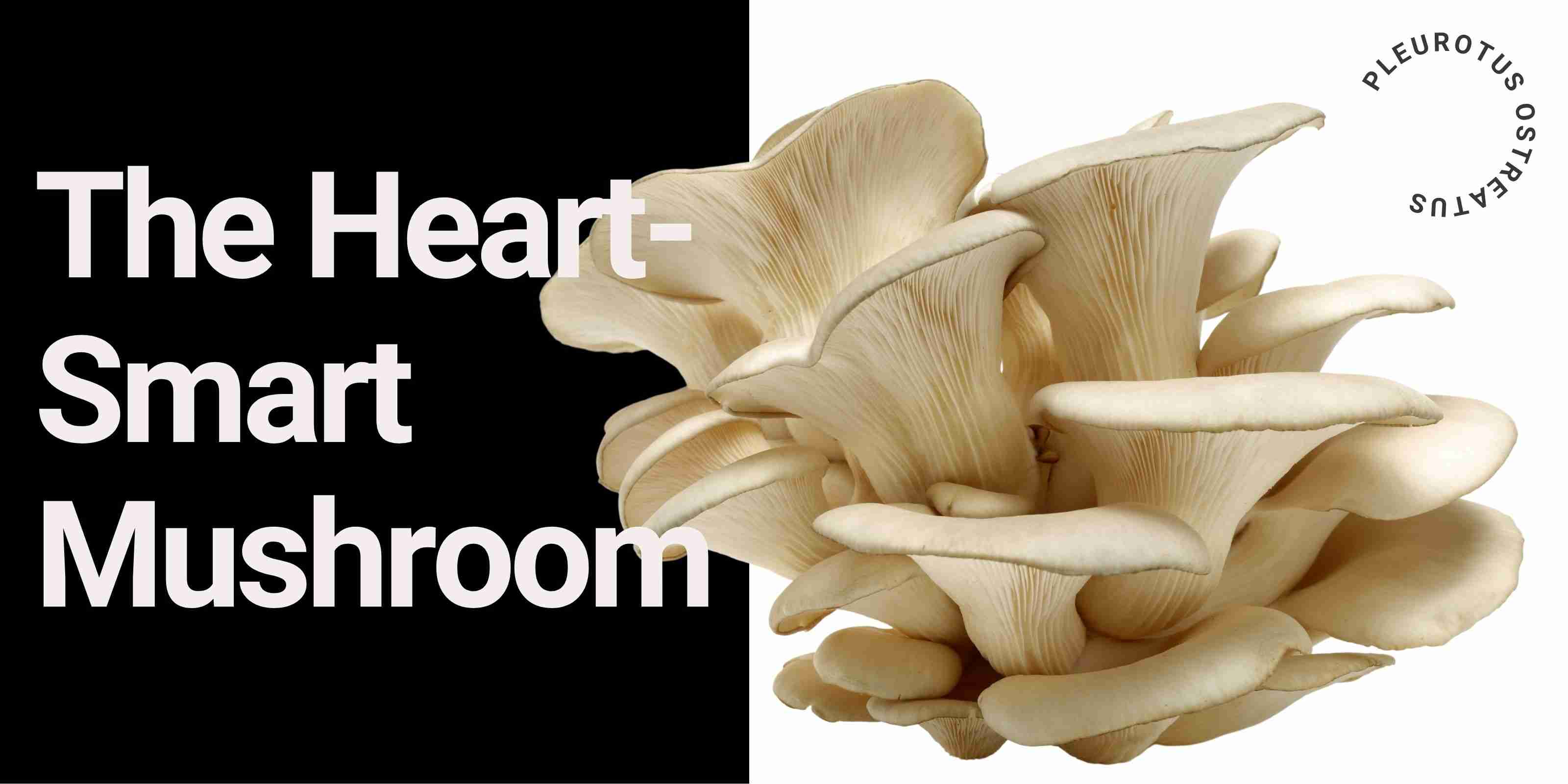 Oyster mushroom (Pleurotus ostreatus) known for supporting heart and cholesterol health.