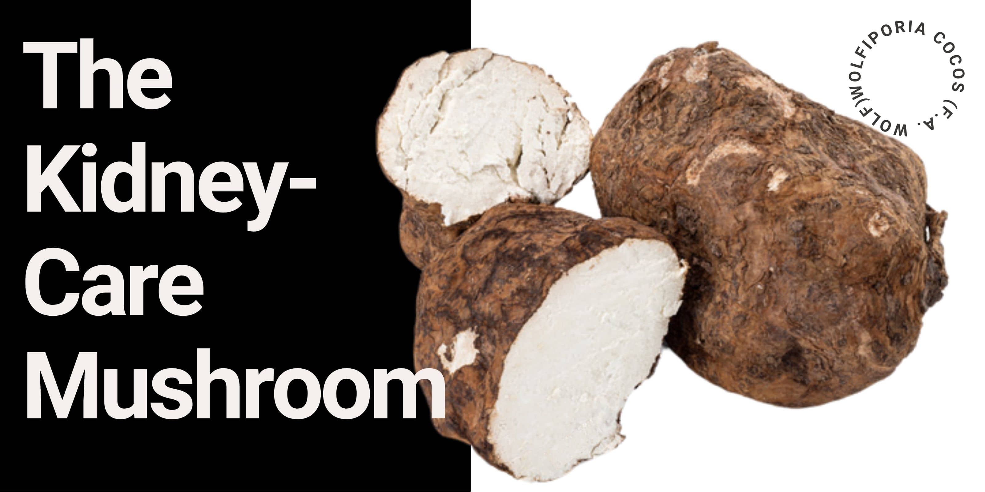 Poria Cocos mushroom with text "The Kidney-Care Mushroom" and scientific name Wolfiporia cocos.