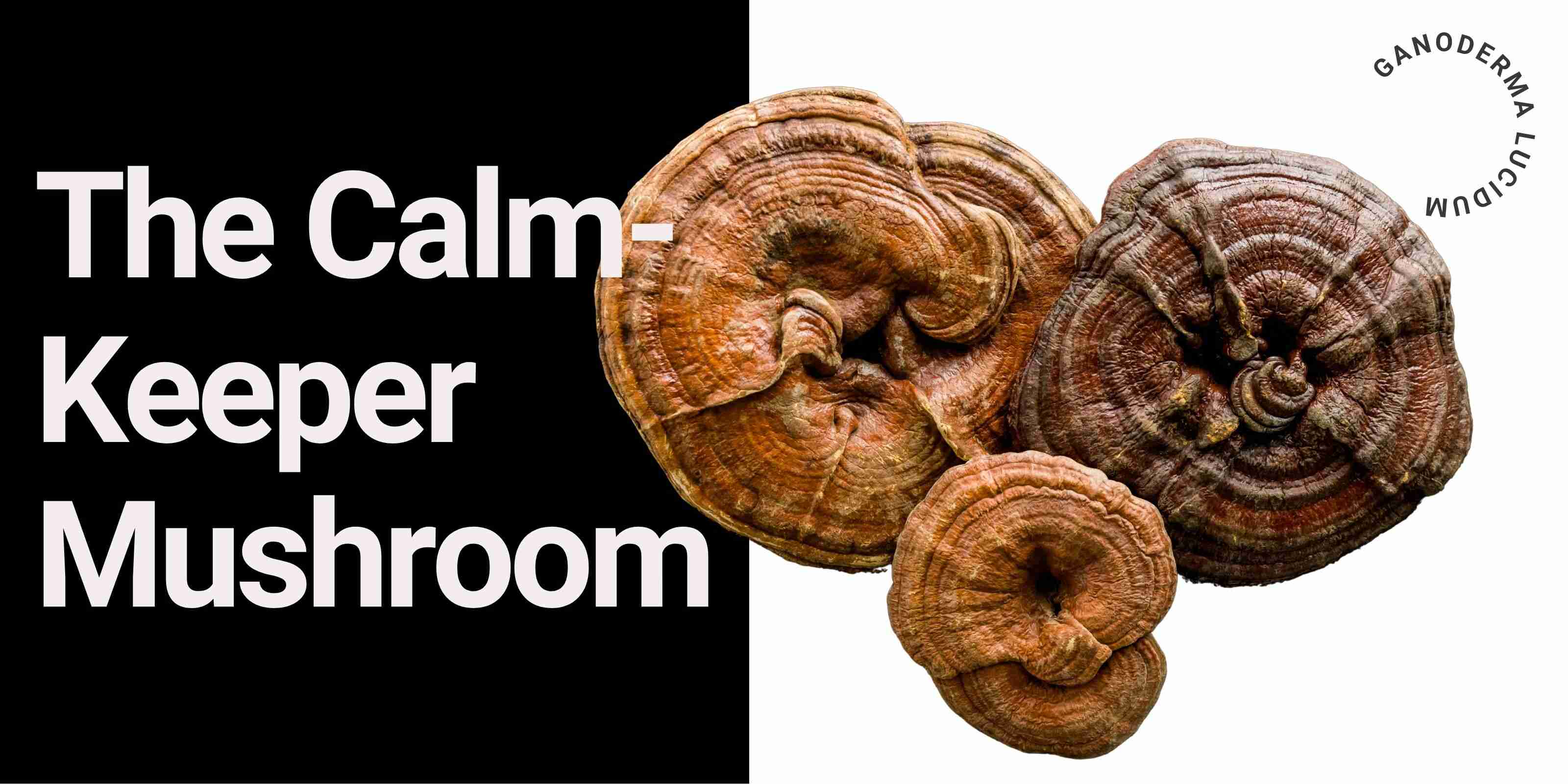 Reishi mushroom on split black-white background with text: The Calm-Keeper Mushroom (Ganoderma lucidum)