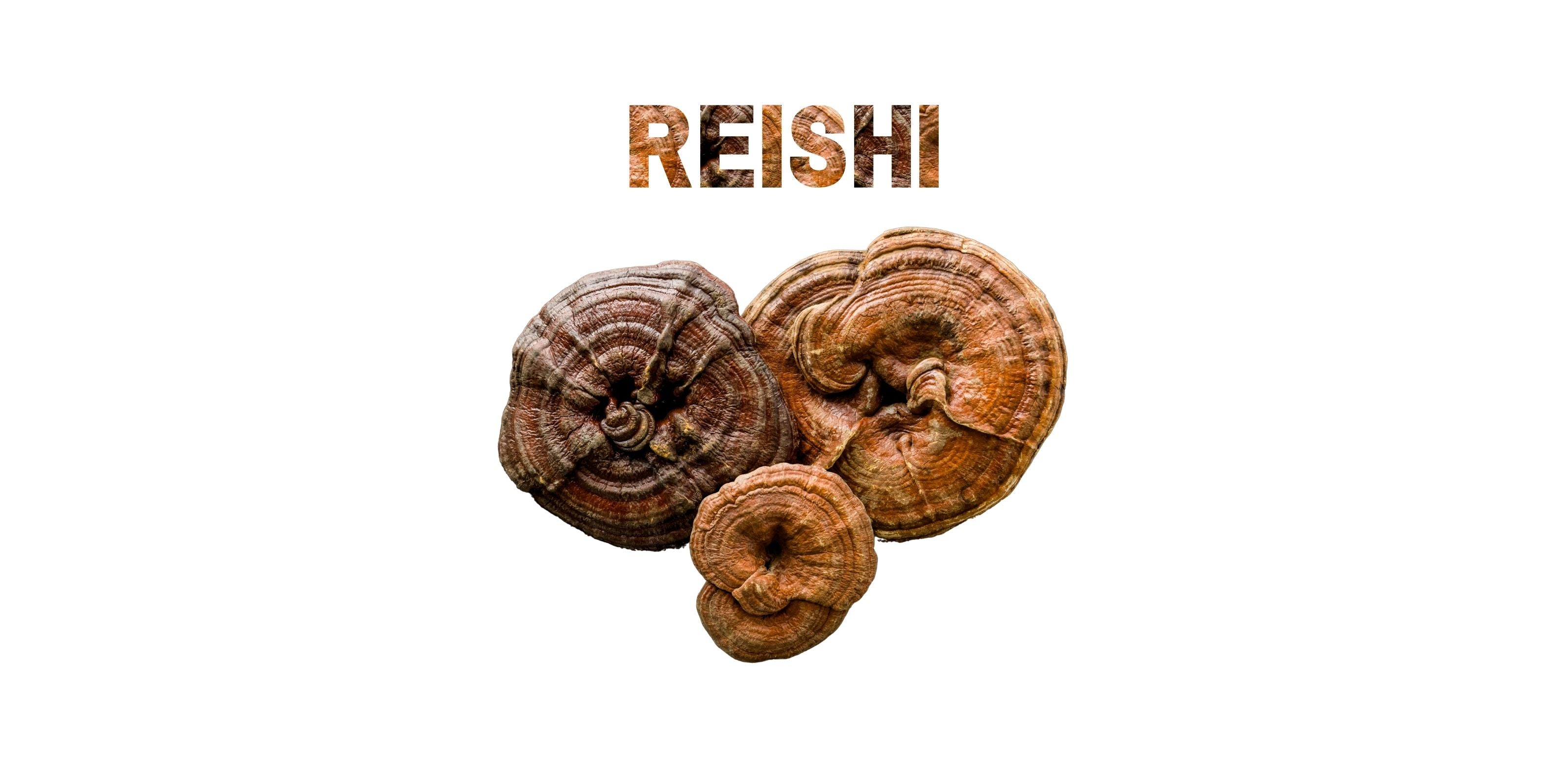 Reishi mushroom cluster with textured title on white background, highlighting the mushroom's woody surface