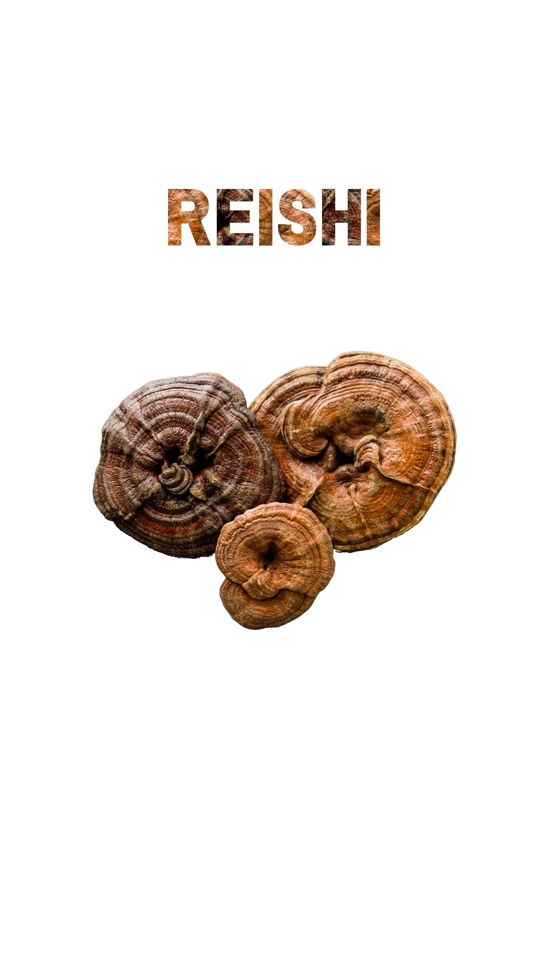 Reishi mushroom shown in detail beneath its bold, textured title on a minimal white background.