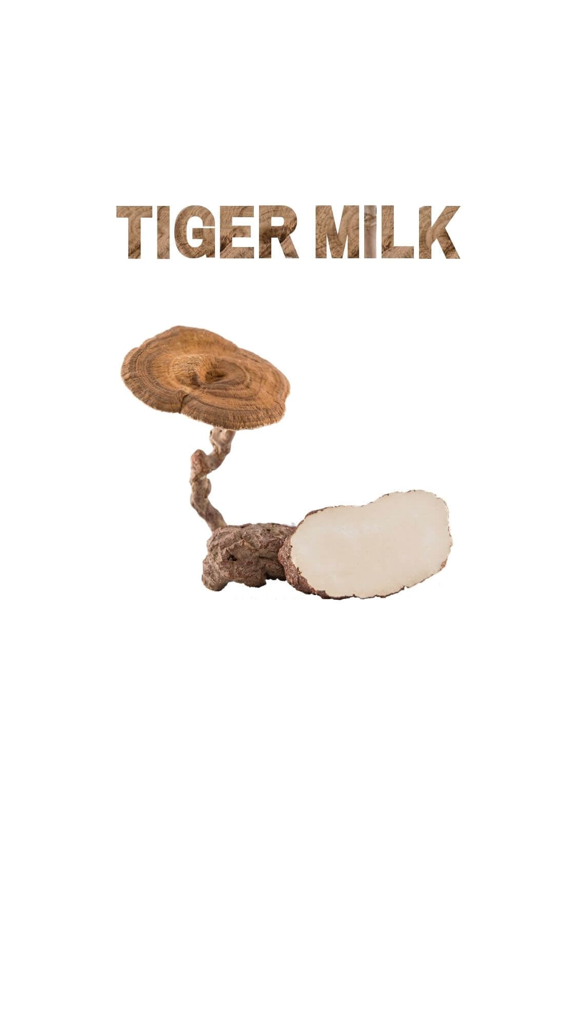 Tiger Milk mushroom (Lignosus rhinocerus) whole and sliced, displayed with rustic text on white background.