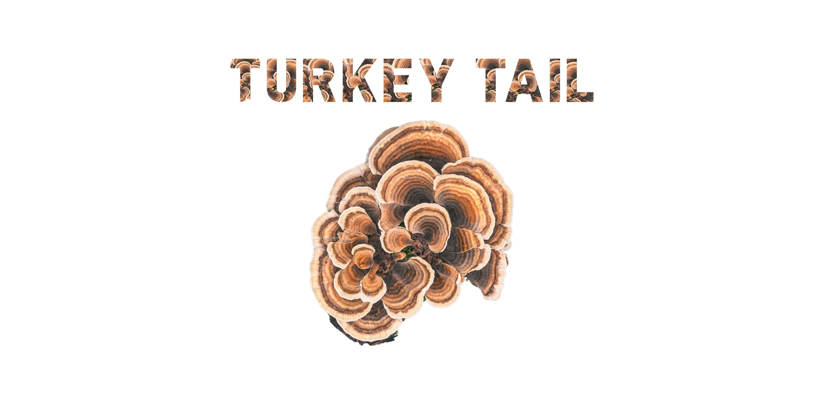 Turkey Tail mushroom cluster with textured “Turkey Tail” text on white background for supplement branding.