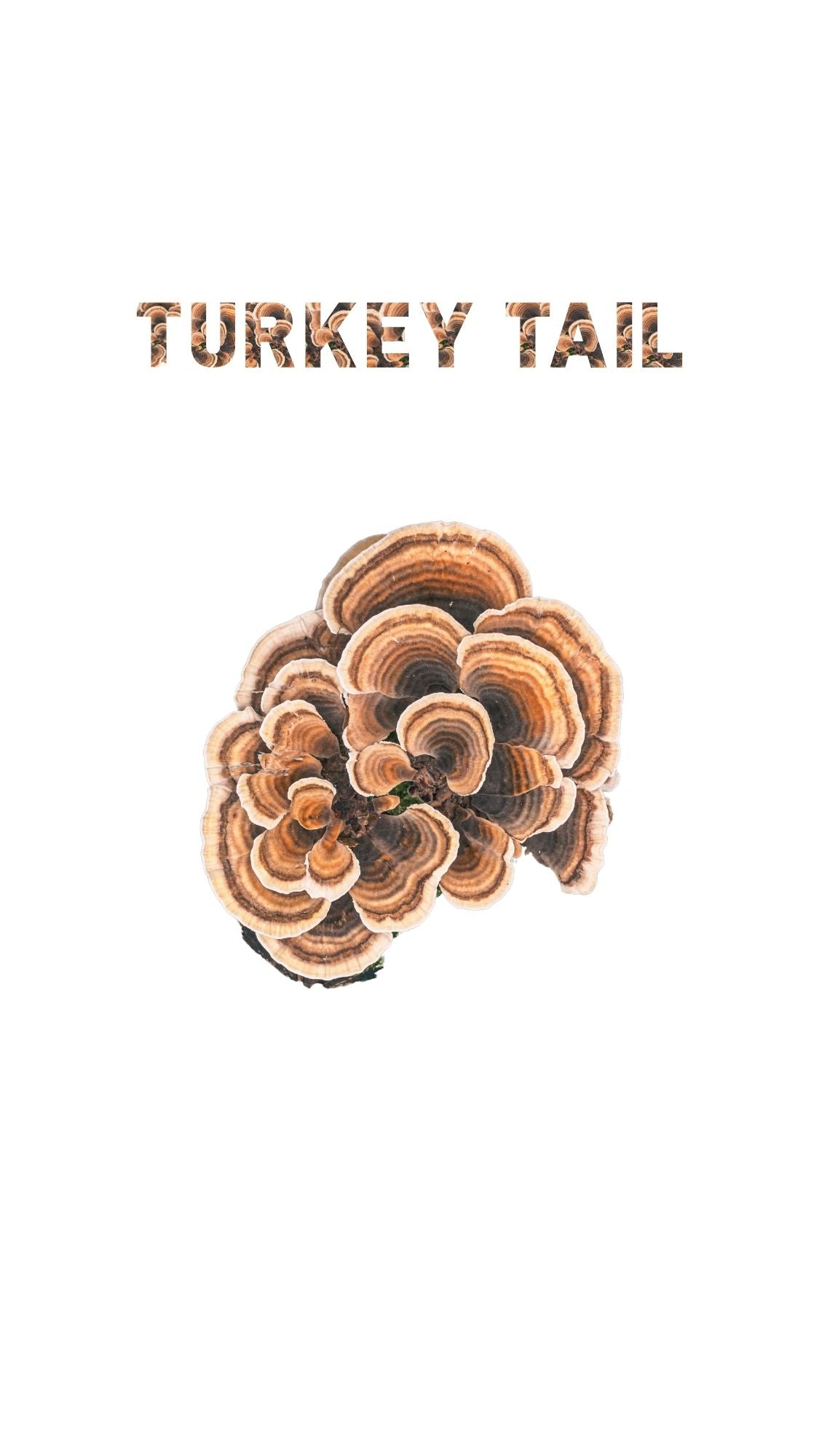 Turkey Tail mushroom illustration with matching text overlay in natural brown concentric pattern