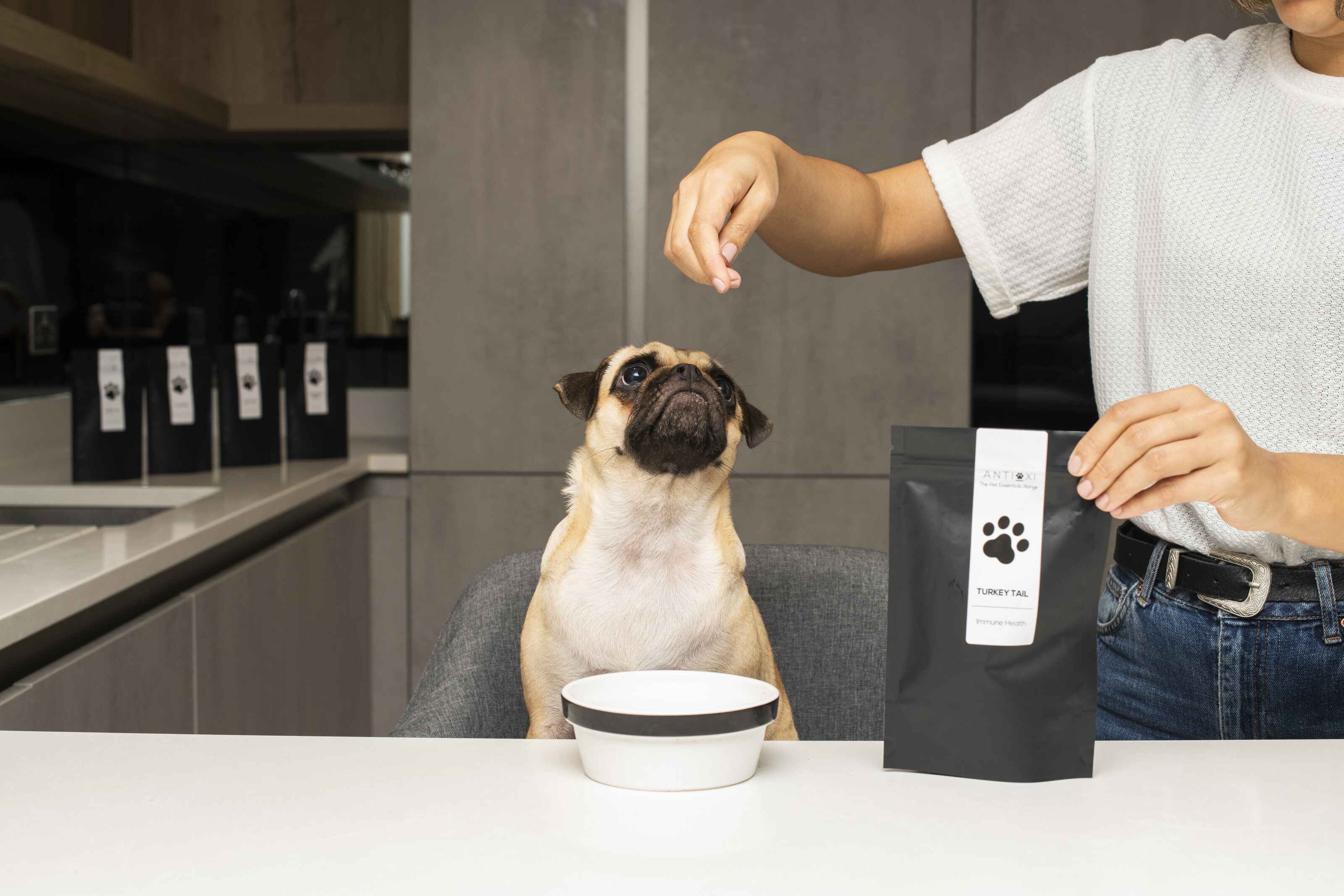 A pug eagerly looks up as a person holds a treat above its head, with a package of Antioxi Turkey Tail supplement for pets on a white table in front of the pug.