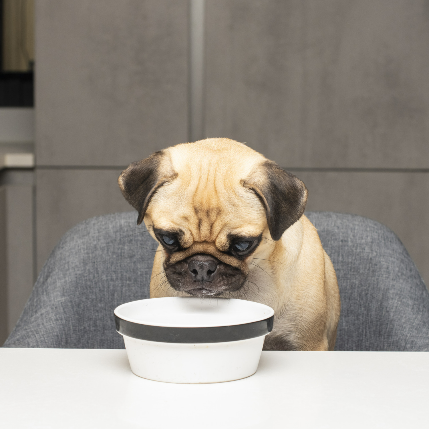 A cute, wrinkly pug sitting on a chair at a table, intently looking down into a white bowl with a black rim placed on the table in front of it. The pug's fur is a light tan color with a darker mask and ears. The dog appears focused and curious about the contents of the bowl. The background consists of a neutral-toned, modern kitchen with gray cabinets. The bowl contains Antioxi Turkey Tail mushroom supplement for pets.