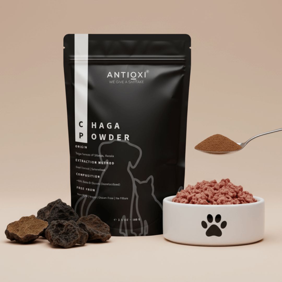 antioxi chaga for dogs and cats