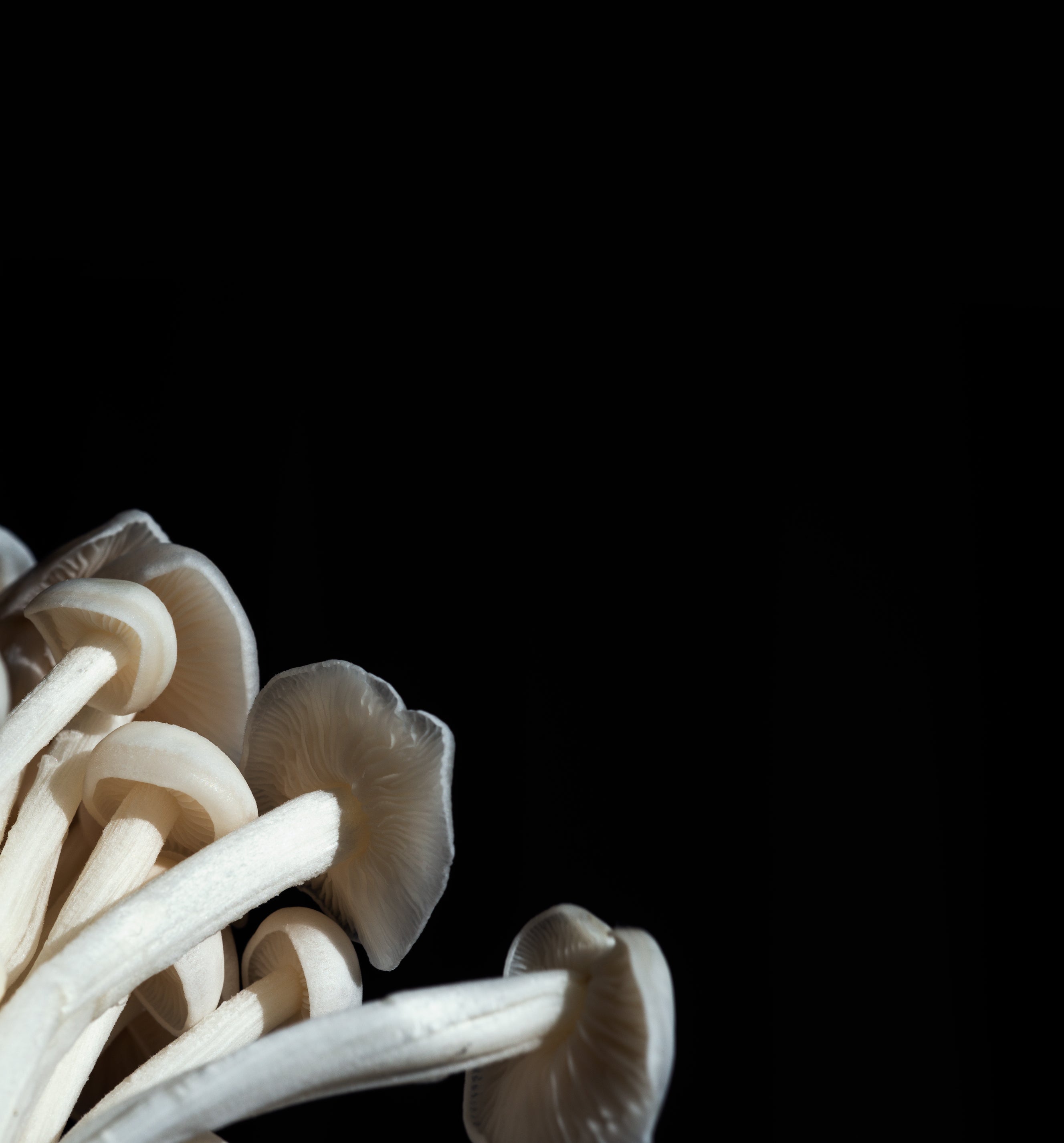 White enoki mushrooms captured against a black background, emphasizing their delicate structure and vibrant texture.