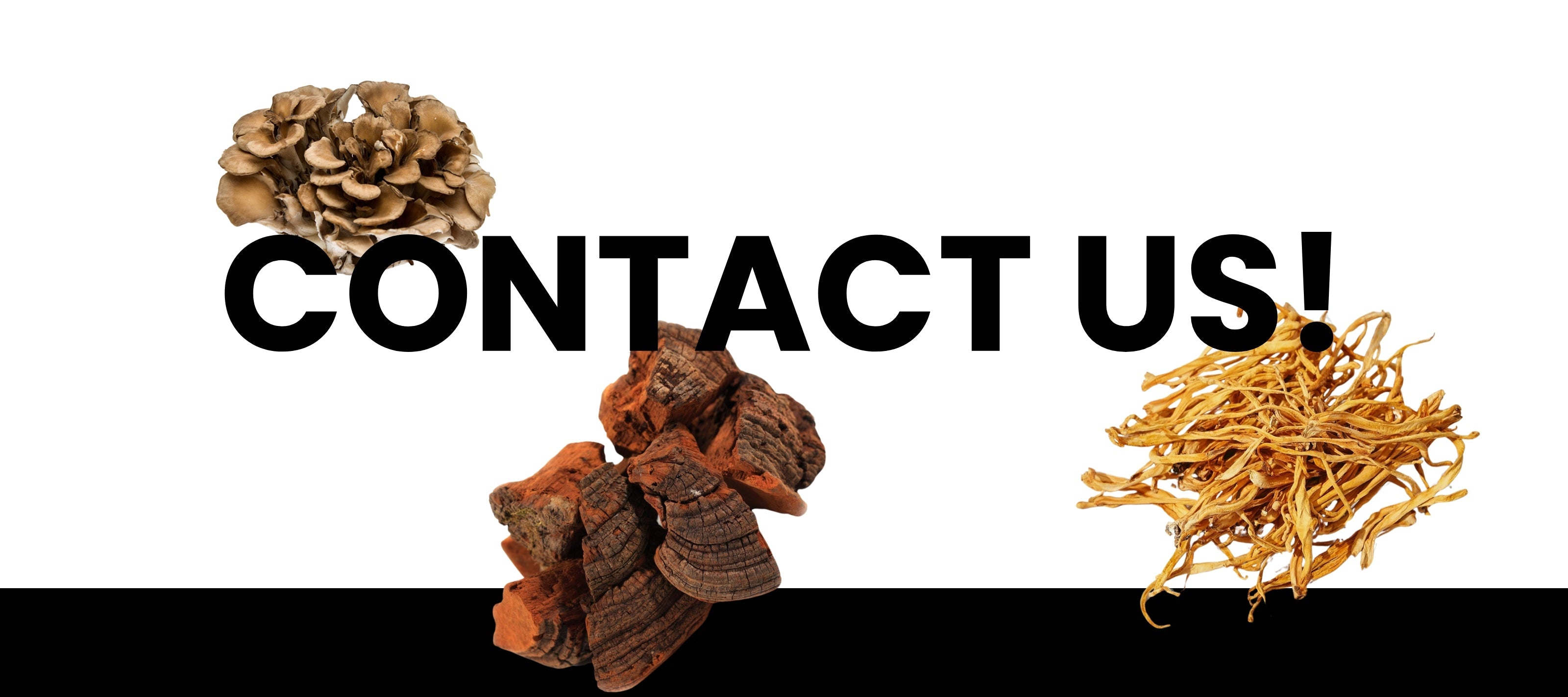 Contact Us banner with Maitake, Reishi, and Cordyceps mushrooms on bold black and white background