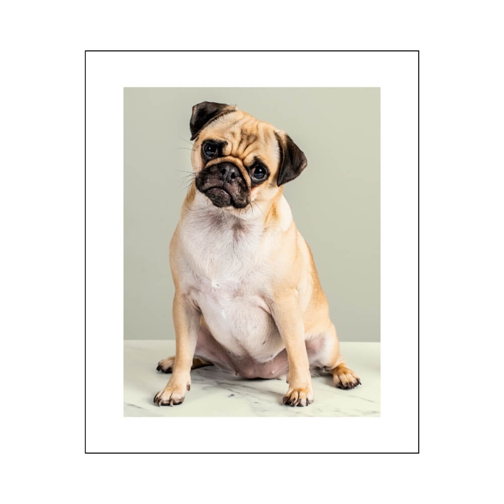 antioxi mushroom supplements for pets