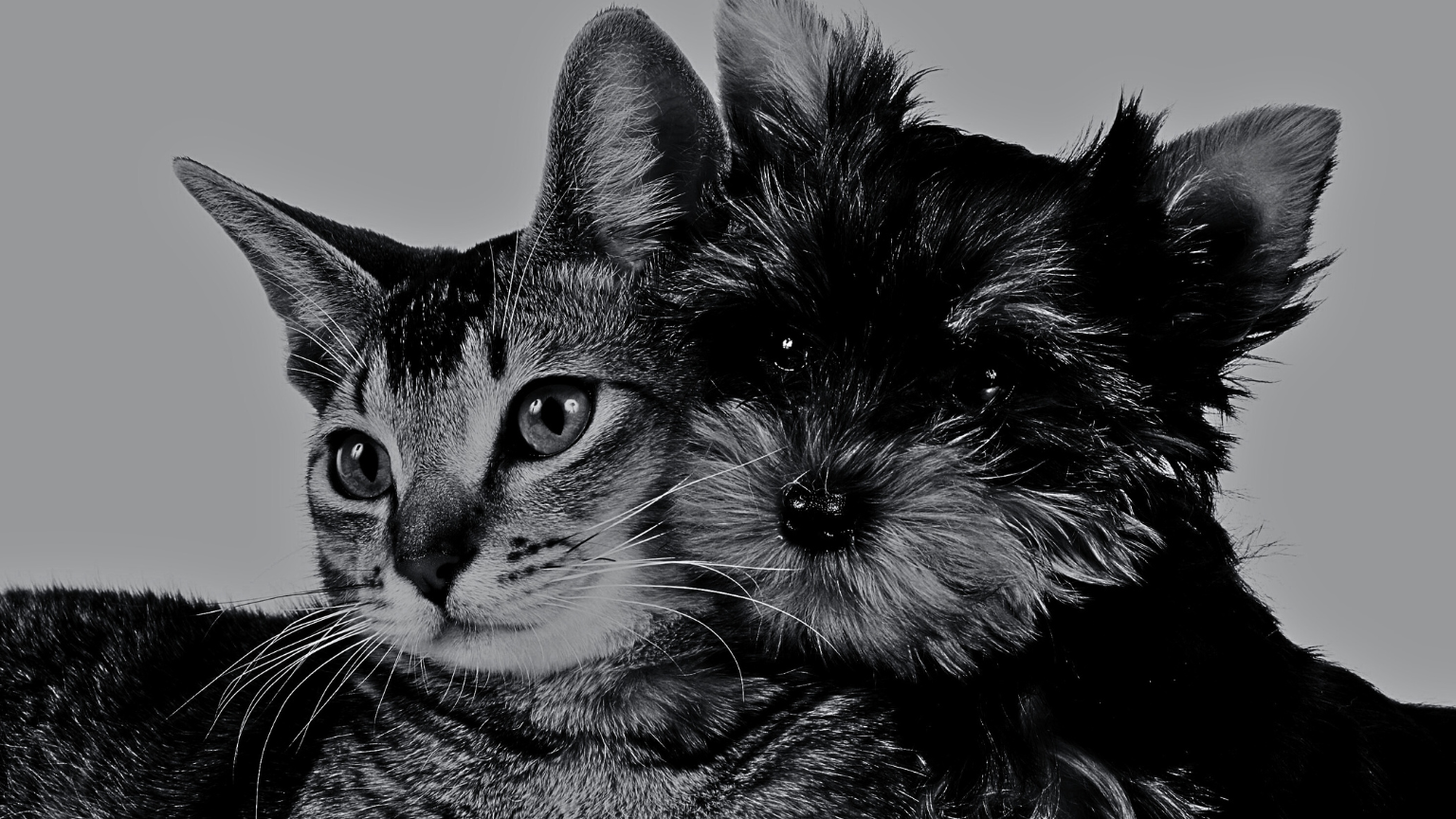 How to Calculate Mushroom Dosage for Pets