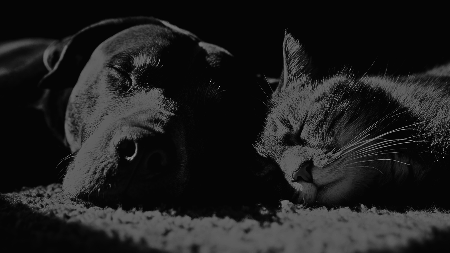 How to Boost Your Pet's Immune System Naturally?