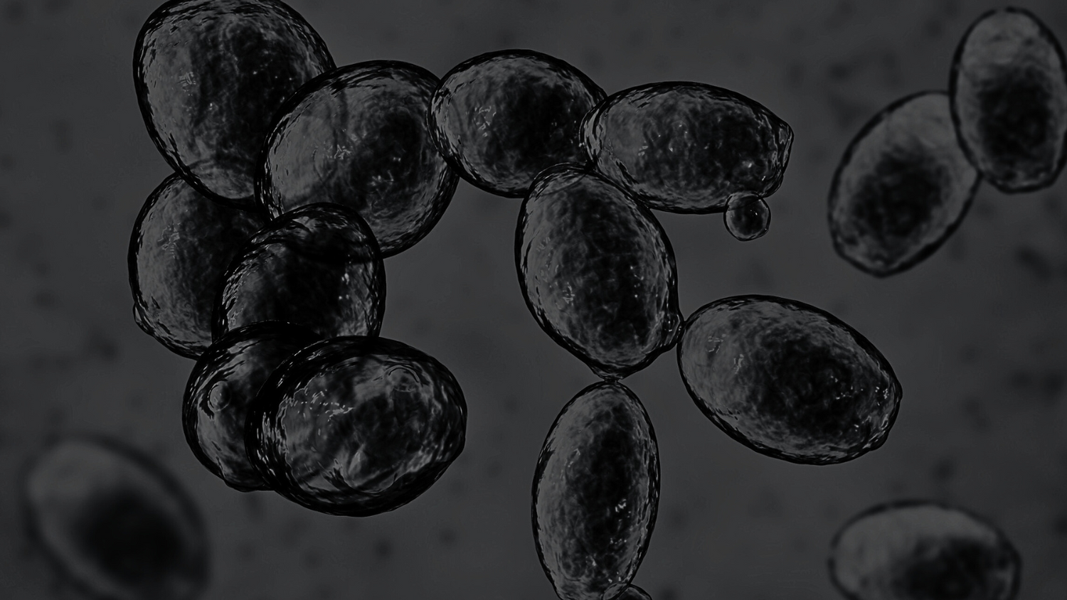 Testing for Saccharomyces cerevisiae in Supplements: What You Need to Know (updated 2025) by Antioxi