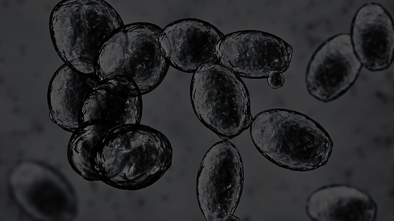 Testing for Saccharomyces cerevisiae in Supplements: What You Need to Know (updated 2025) by Antioxi