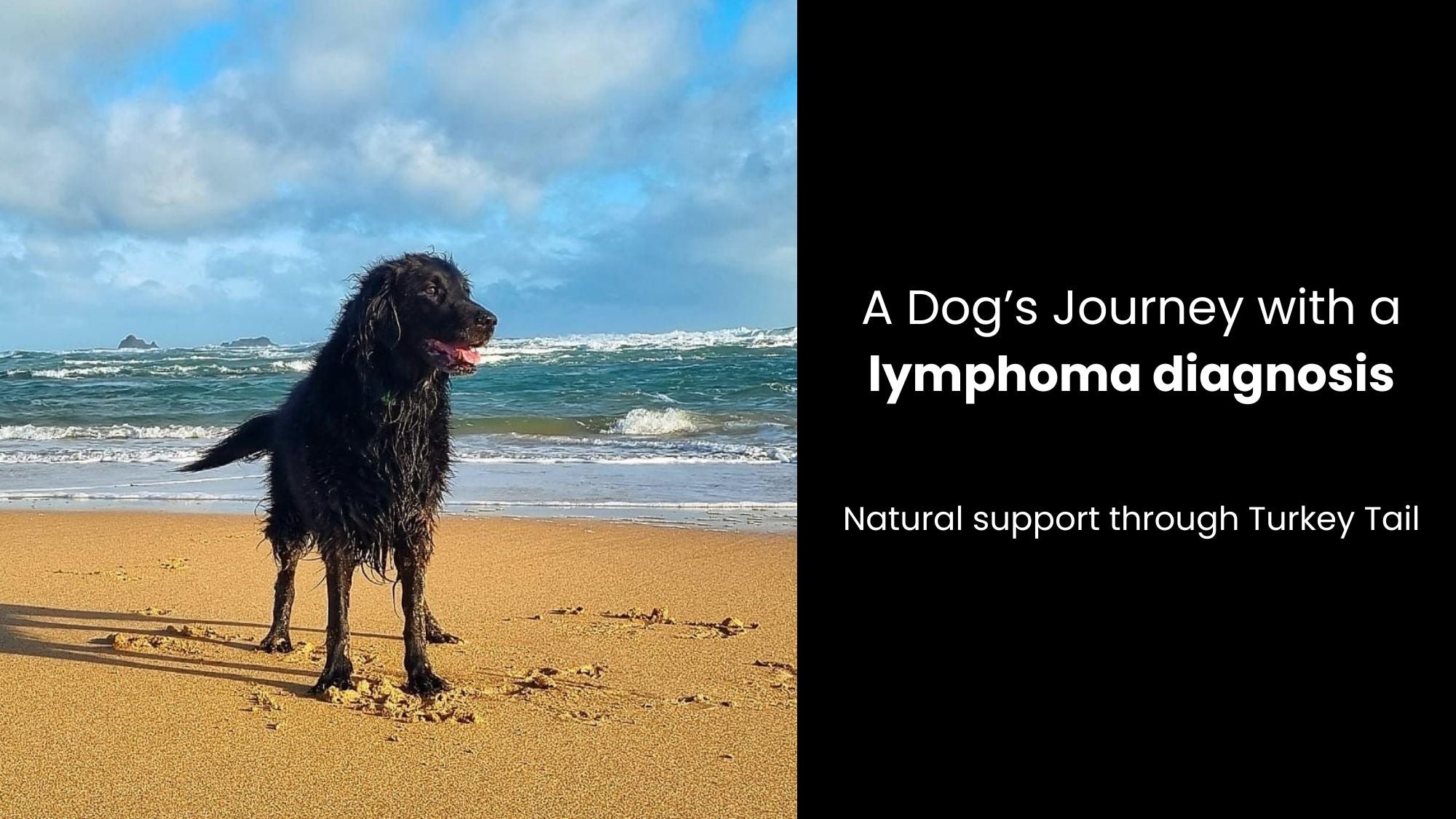 Supporting Lymphoma Naturally: One Dog’s Unexpected Journey with Turkey Tail