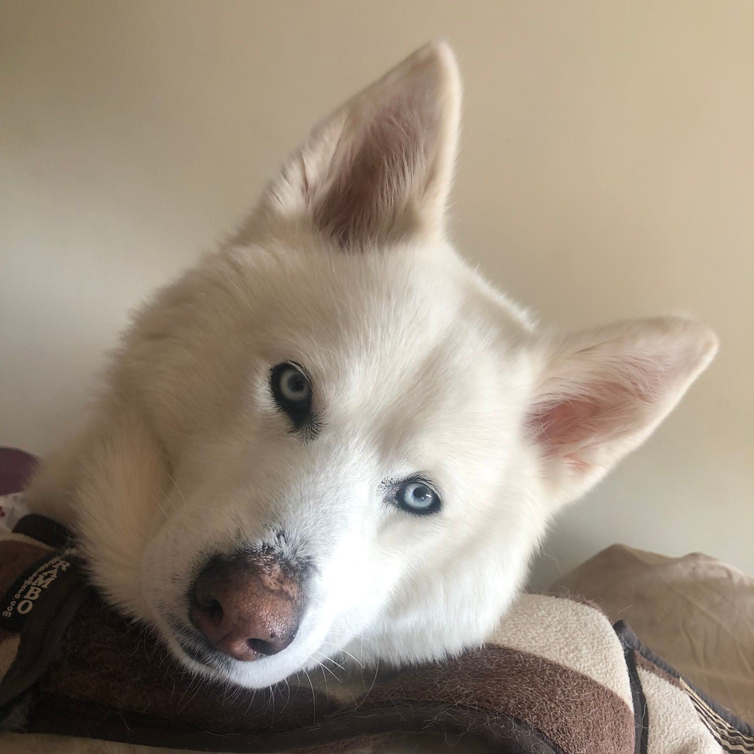  A close-up of a white Siberian Husky with striking blue eyes and large, pointed ears. The dog's head is slightly tilted, and its expression is calm and inquisitive, with a background of soft, neutral colors enhancing its beautiful fur and piercing gaze.