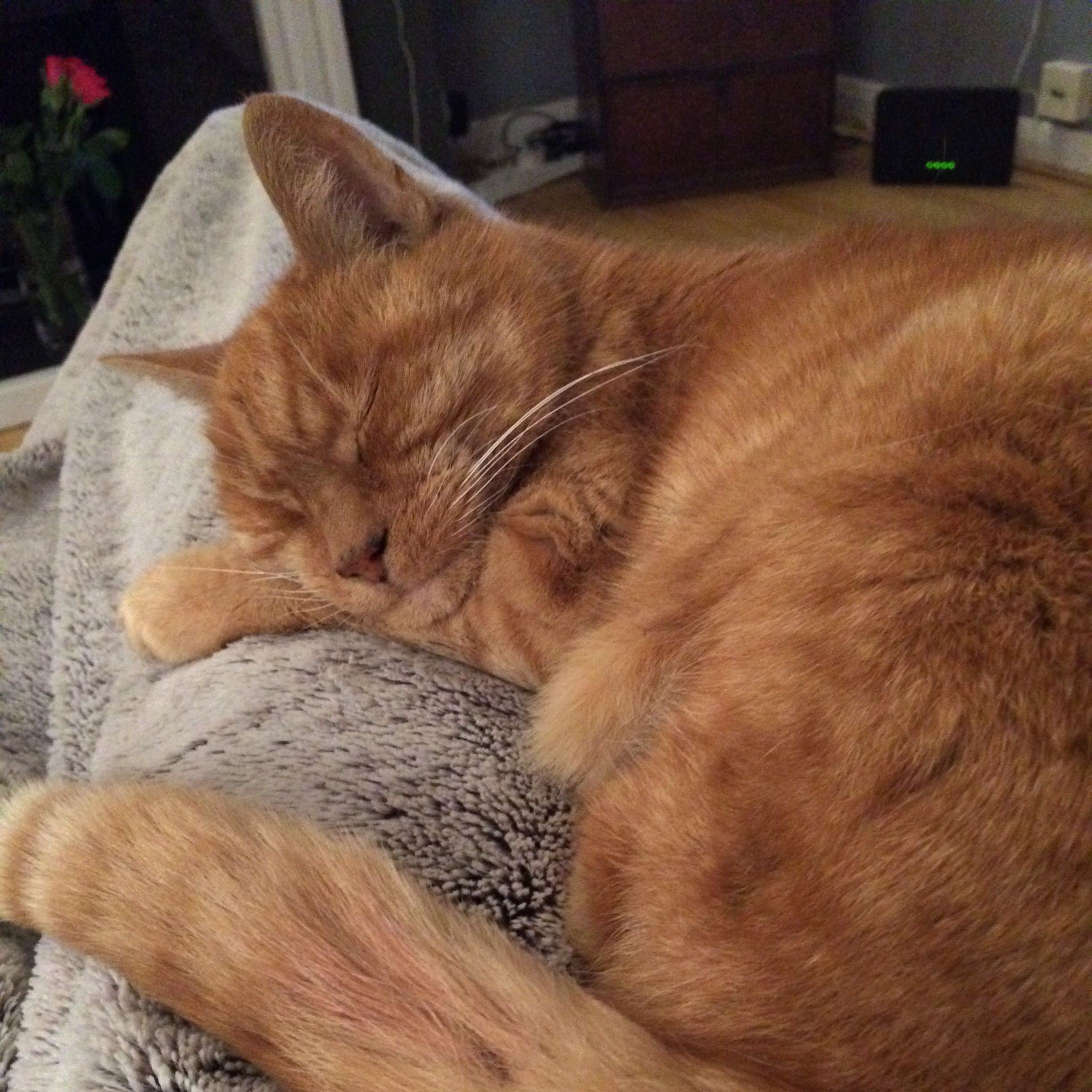 A ginger cat peacefully sleeps on a cozy grey blanket.