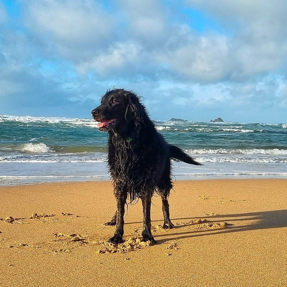 A black dog stands on a sandy beach with the ocean waves in the background, enjoying a sunny and breezy day by the sea.