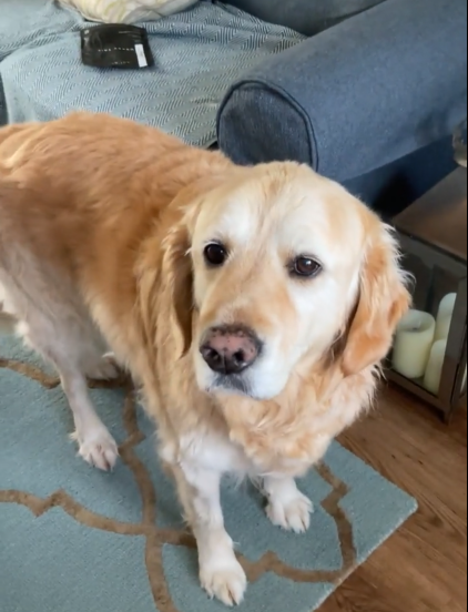 Golden retriever dog standing on a patterned rug indoors