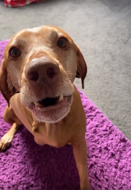 Dog sitting on a purple blanket with a gray floor in the background