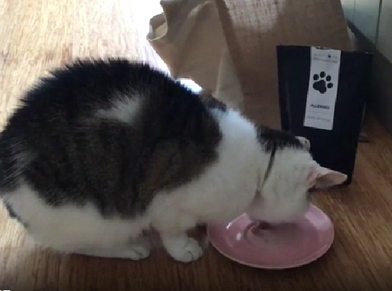 Cat drinking from a pink bowl on a wooden floor